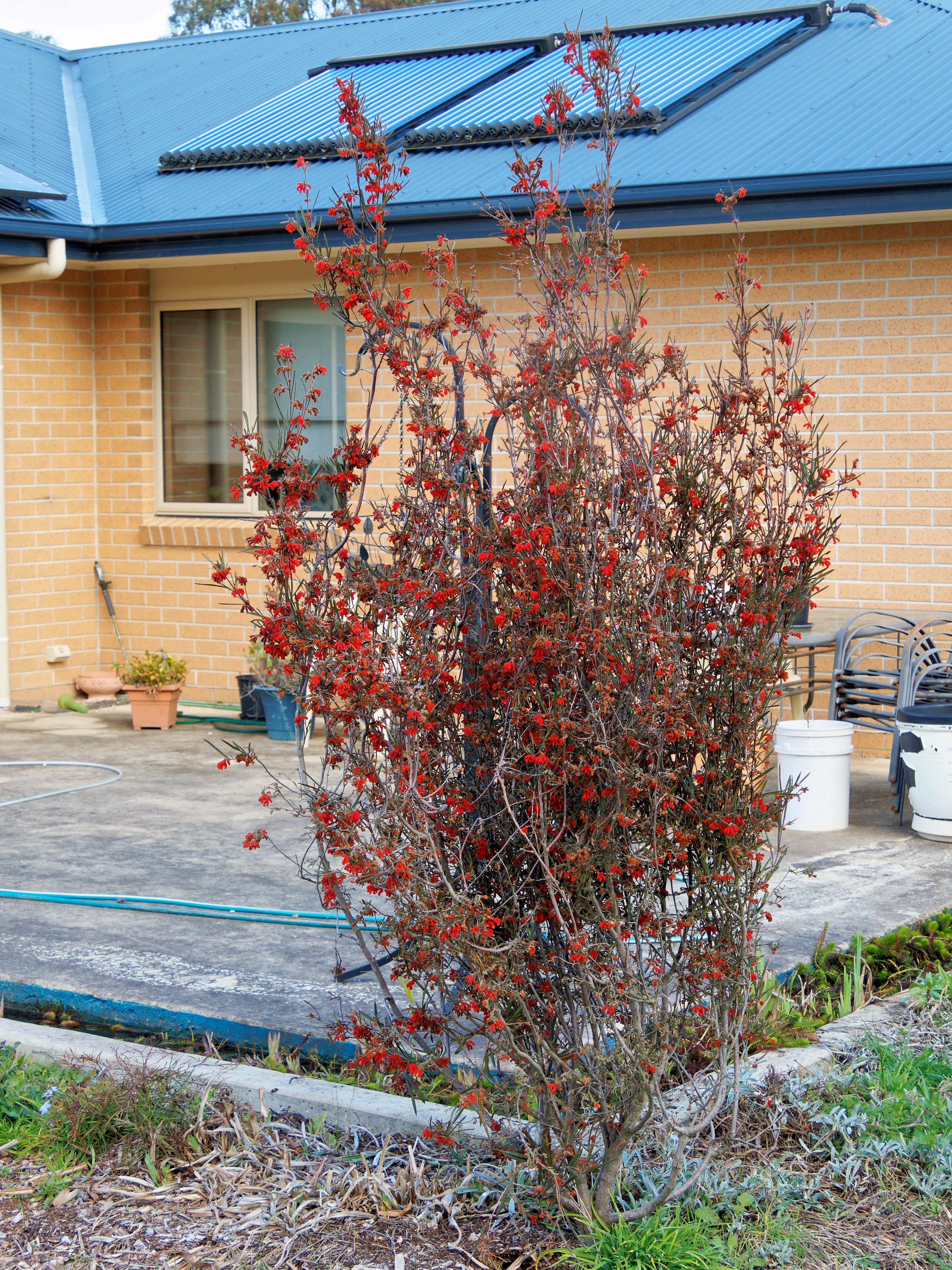 https://lemis.nyc3.digitaloceanspaces.com/grog/Photos/20250823/big/Grevillea-2.jpeg