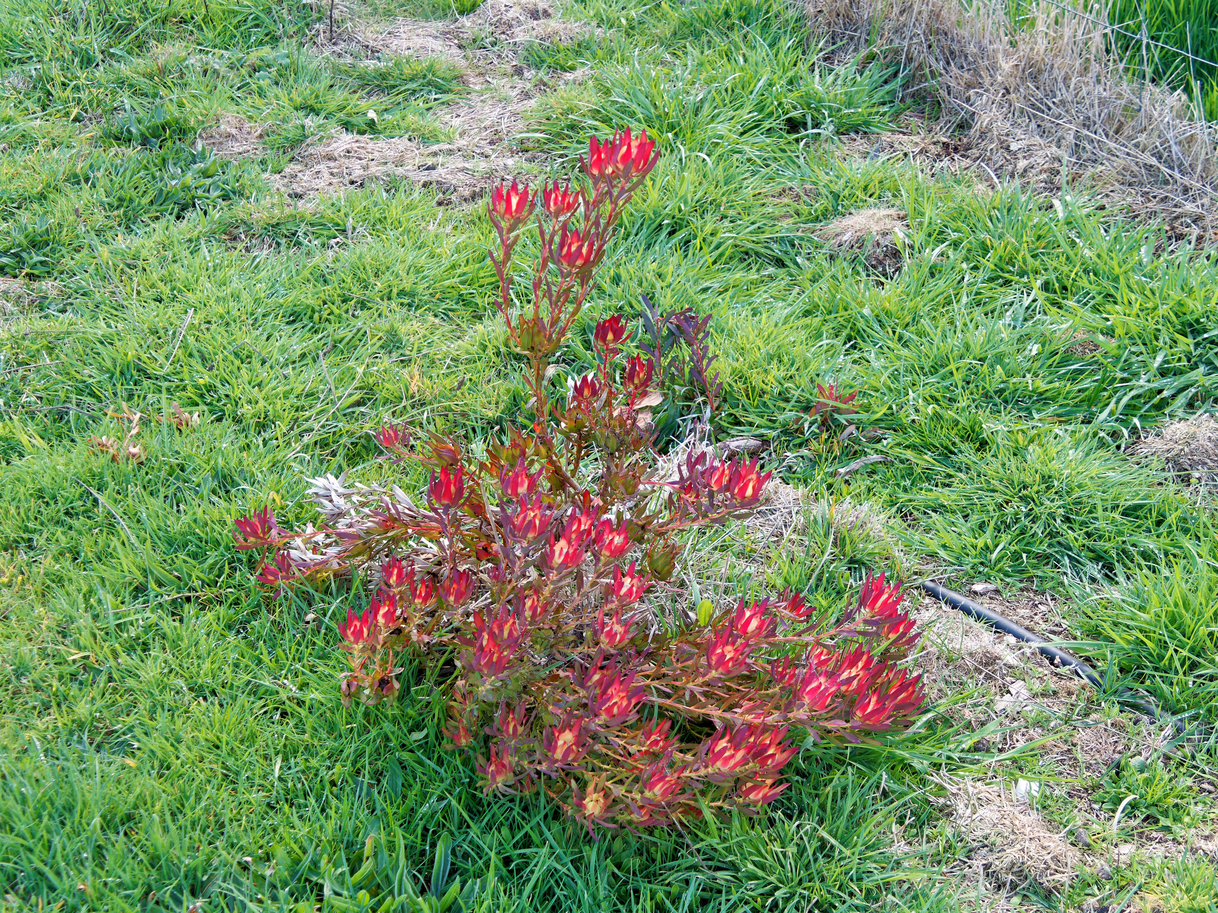 https://lemis.nyc3.digitaloceanspaces.com/grog/Photos/20250823/big/Leucadendron.jpeg