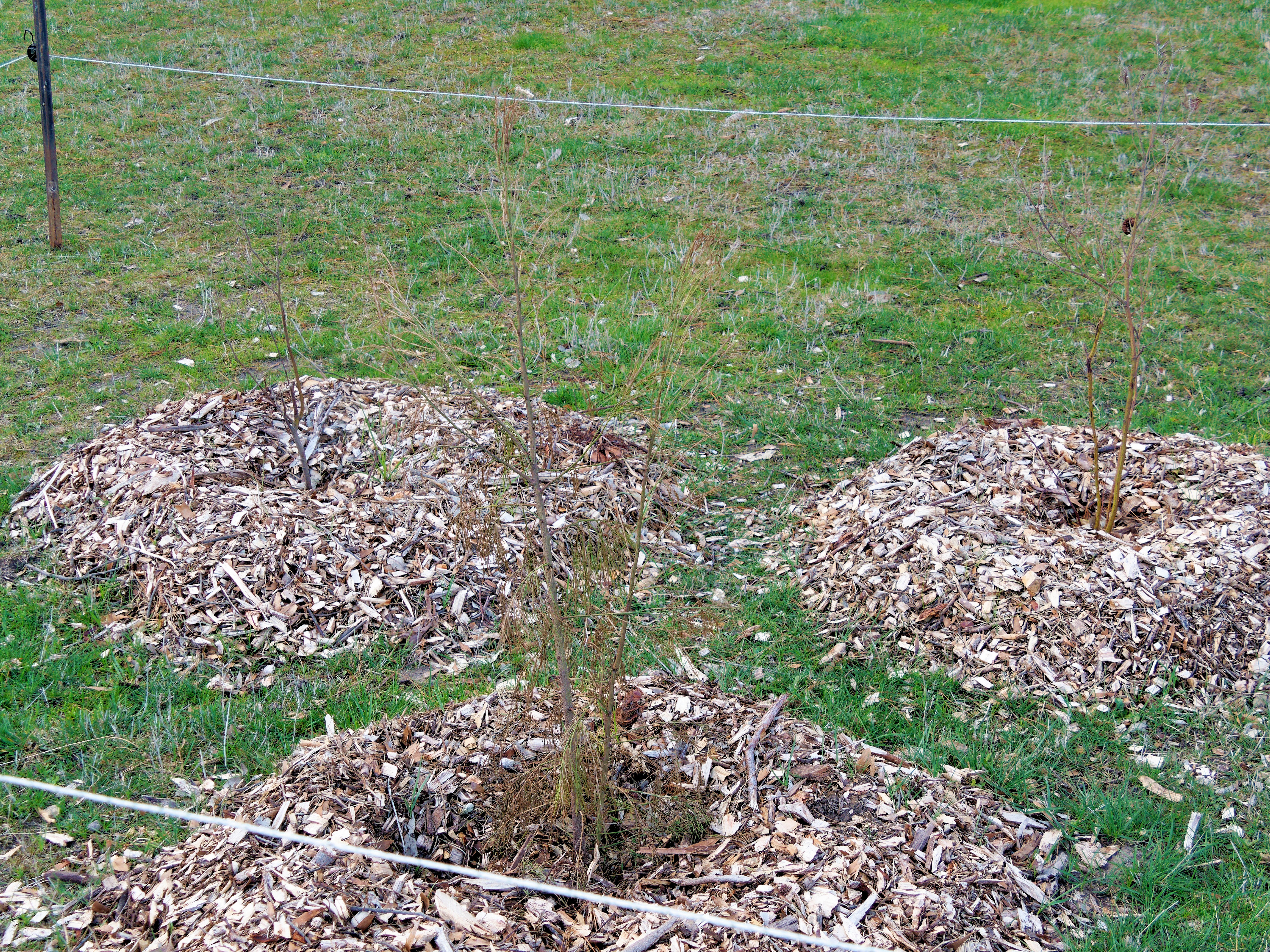 https://lemis.nyc3.digitaloceanspaces.com/grog/Photos/20250823/big/Paddock-trees-1.jpeg