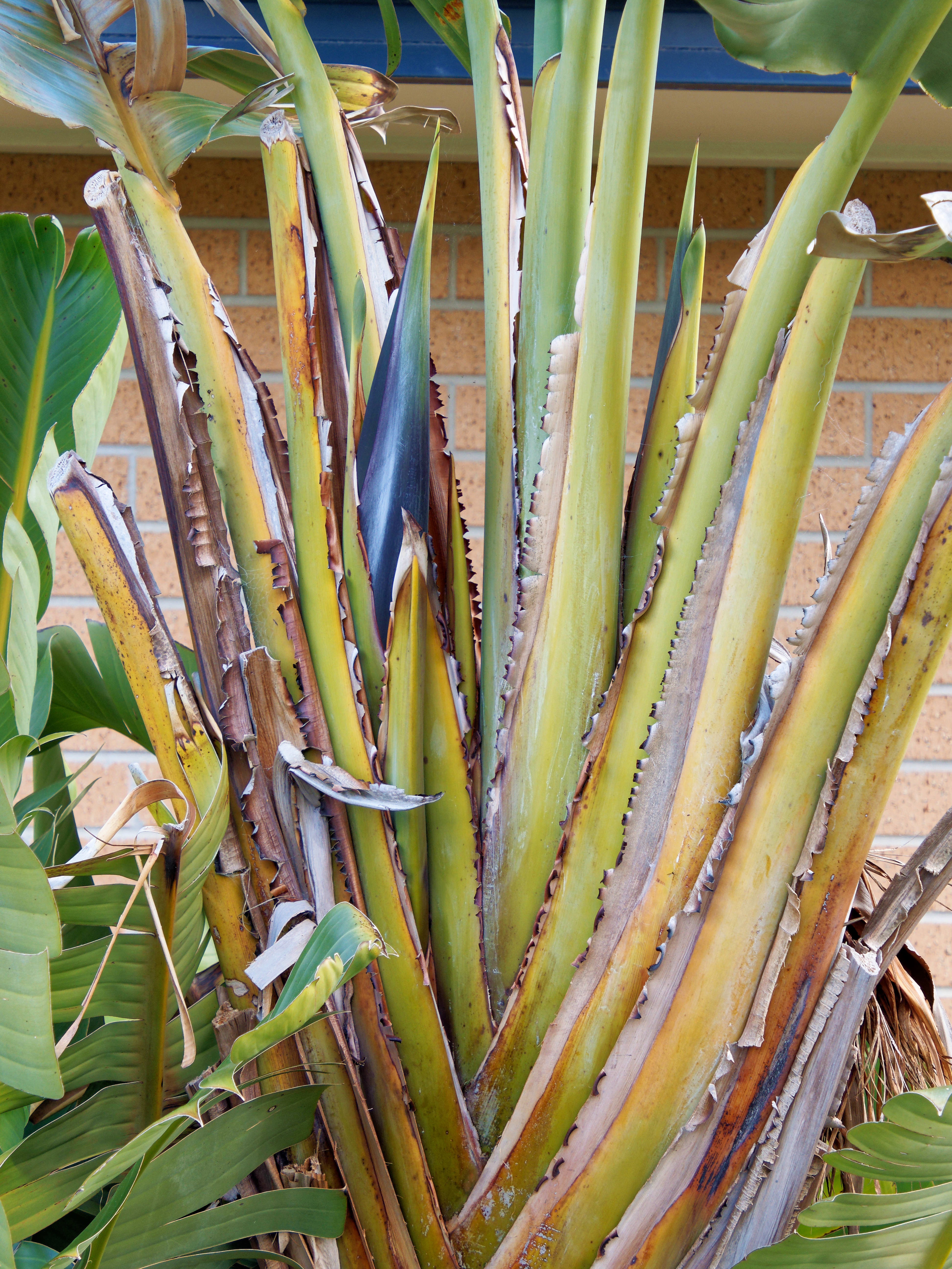 https://lemis.nyc3.digitaloceanspaces.com/grog/Photos/20250823/big/Strelitzia-nicolai-3.jpeg