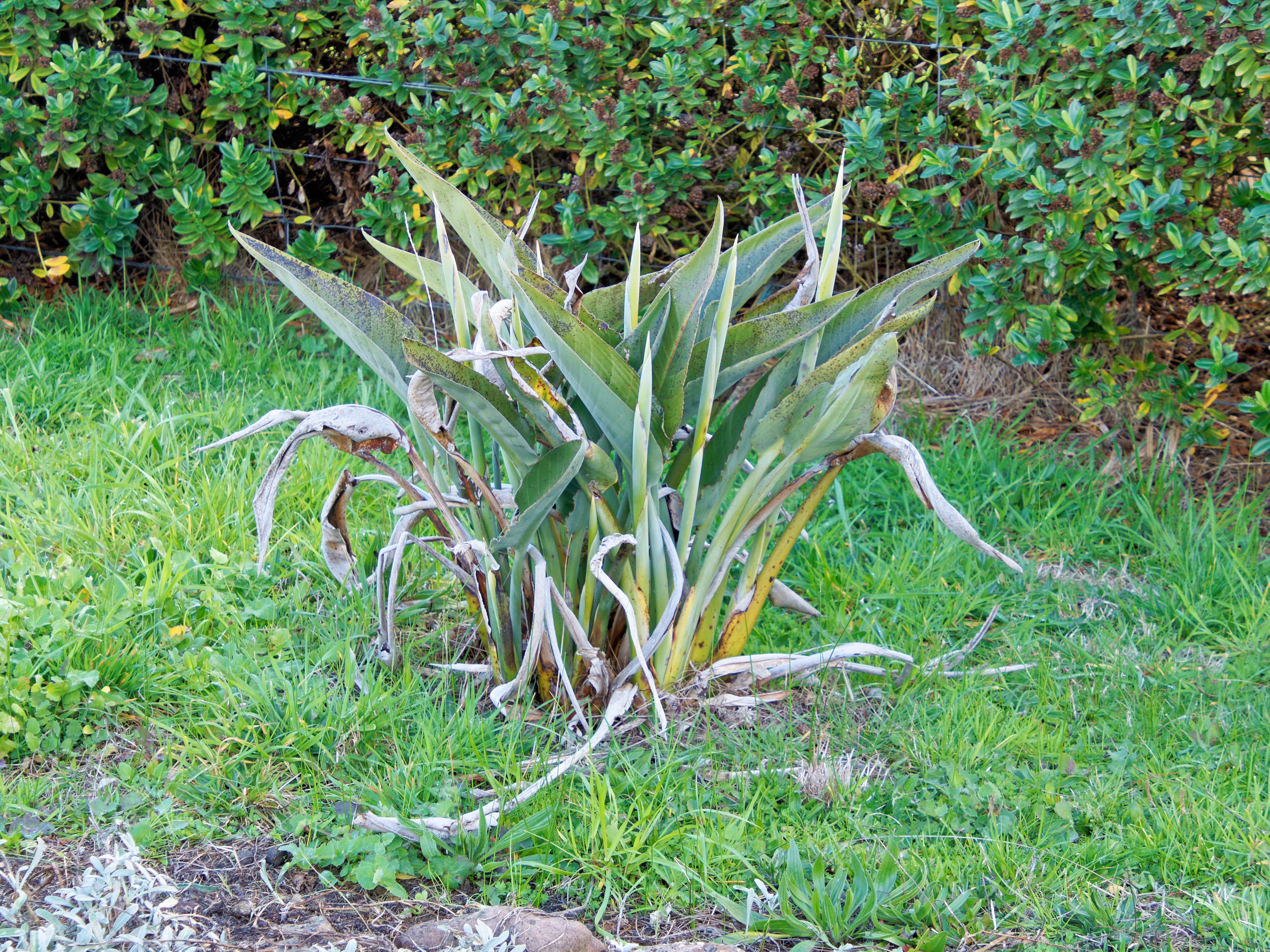 https://lemis.nyc3.digitaloceanspaces.com/grog/Photos/20250823/big/Strelitzia-reginae.jpeg