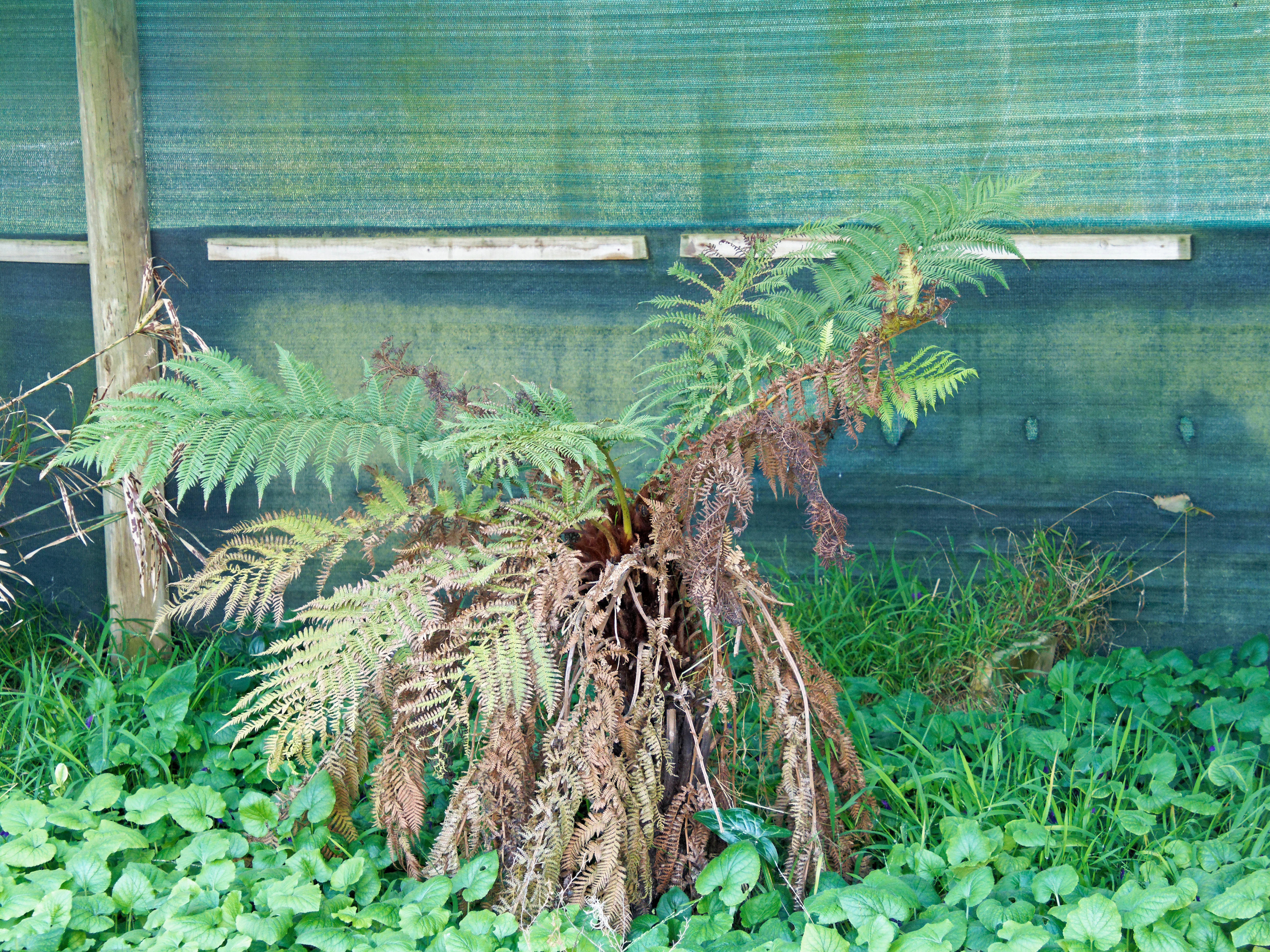 https://lemis.nyc3.digitaloceanspaces.com/grog/Photos/20250823/big/Tree-fern.jpeg