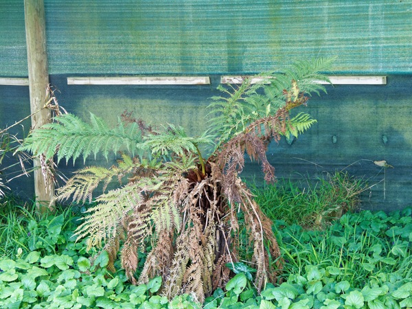 https://lemis.nyc3.digitaloceanspaces.com/grog/Photos/20250823/small/Tree-fern.jpeg