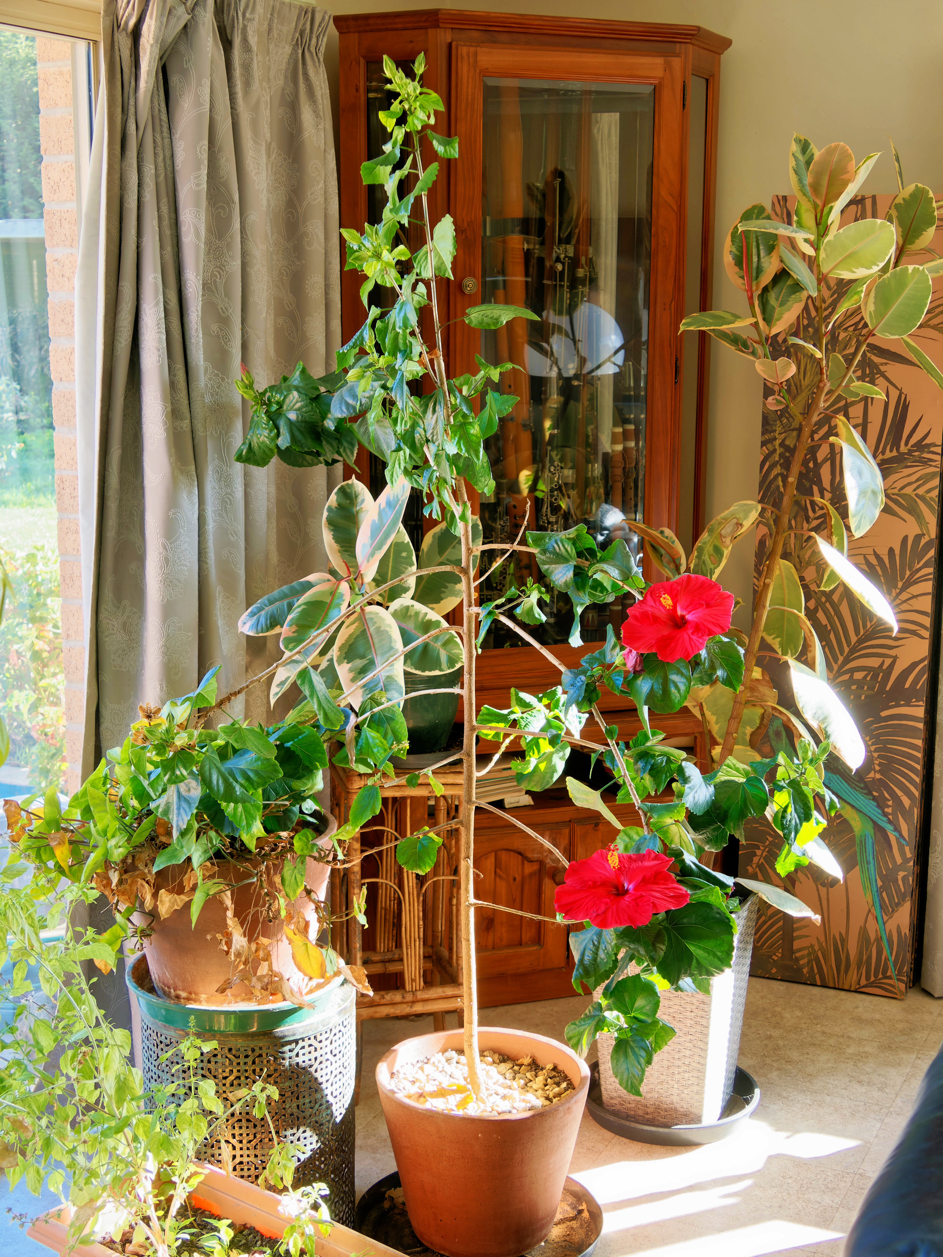 https://lemis.nyc3.digitaloceanspaces.com/grog/Photos/20250824/big/Hibiscus-rosa-sinensis-1.jpeg