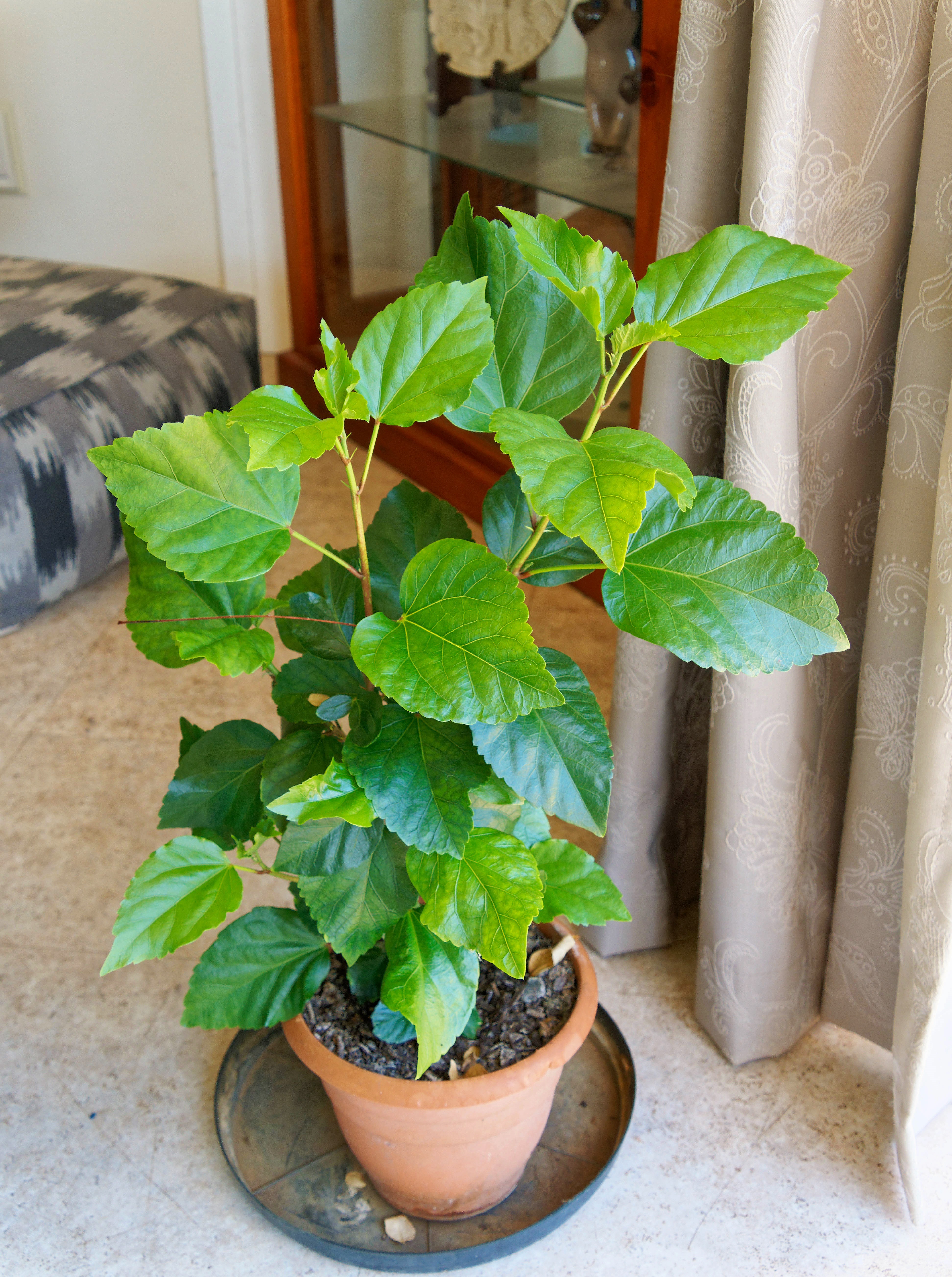 https://lemis.nyc3.digitaloceanspaces.com/grog/Photos/20250824/big/Hibiscus-rosa-sinensis-3.jpeg