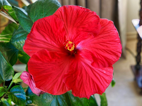 https://lemis.nyc3.digitaloceanspaces.com/grog/Photos/20250824/small/Hibiscus-rosa-sinensis-2.jpeg