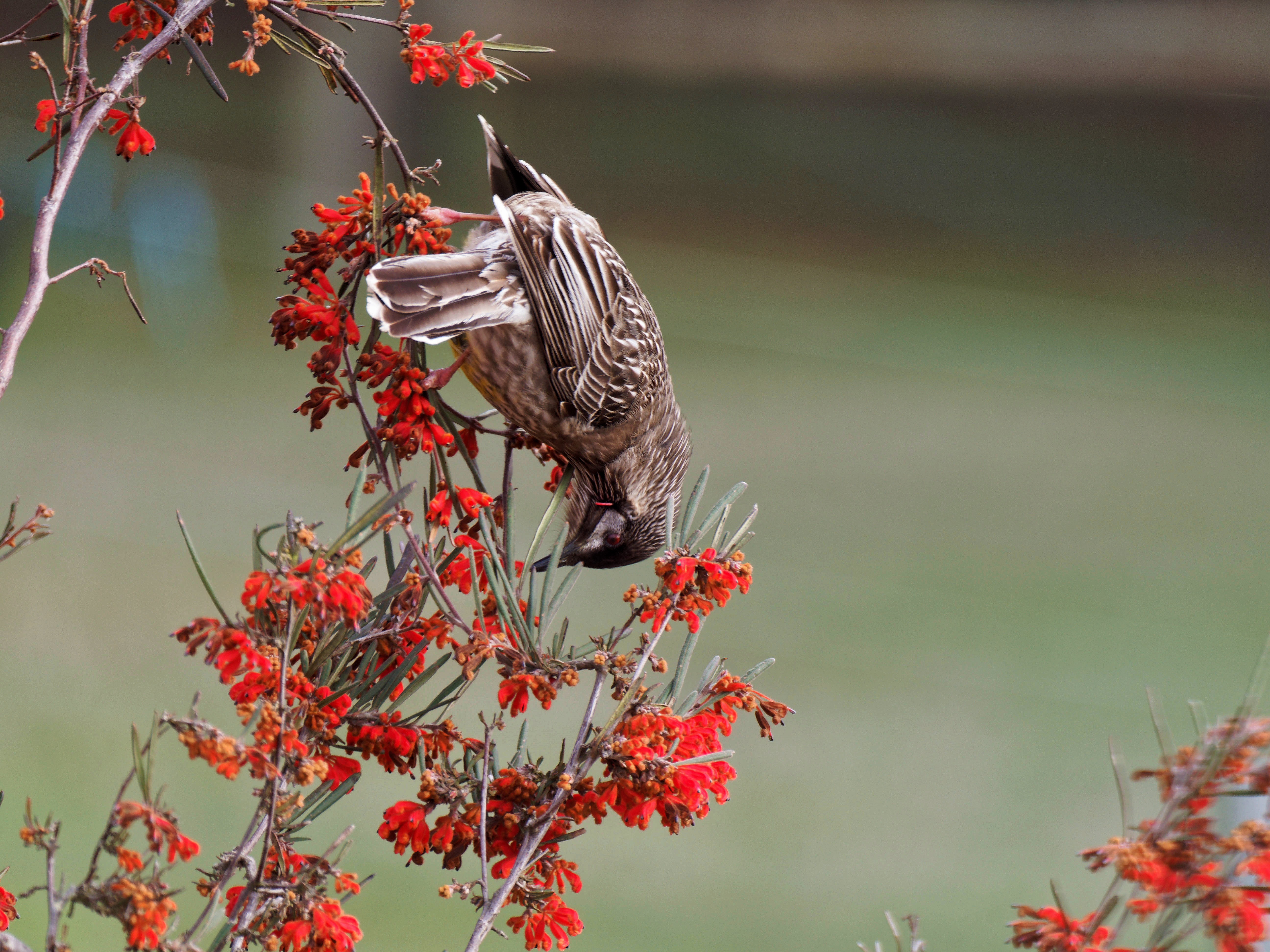 https://lemis.nyc3.digitaloceanspaces.com/grog/Photos/20250901/big/Wattlebird-1.jpeg