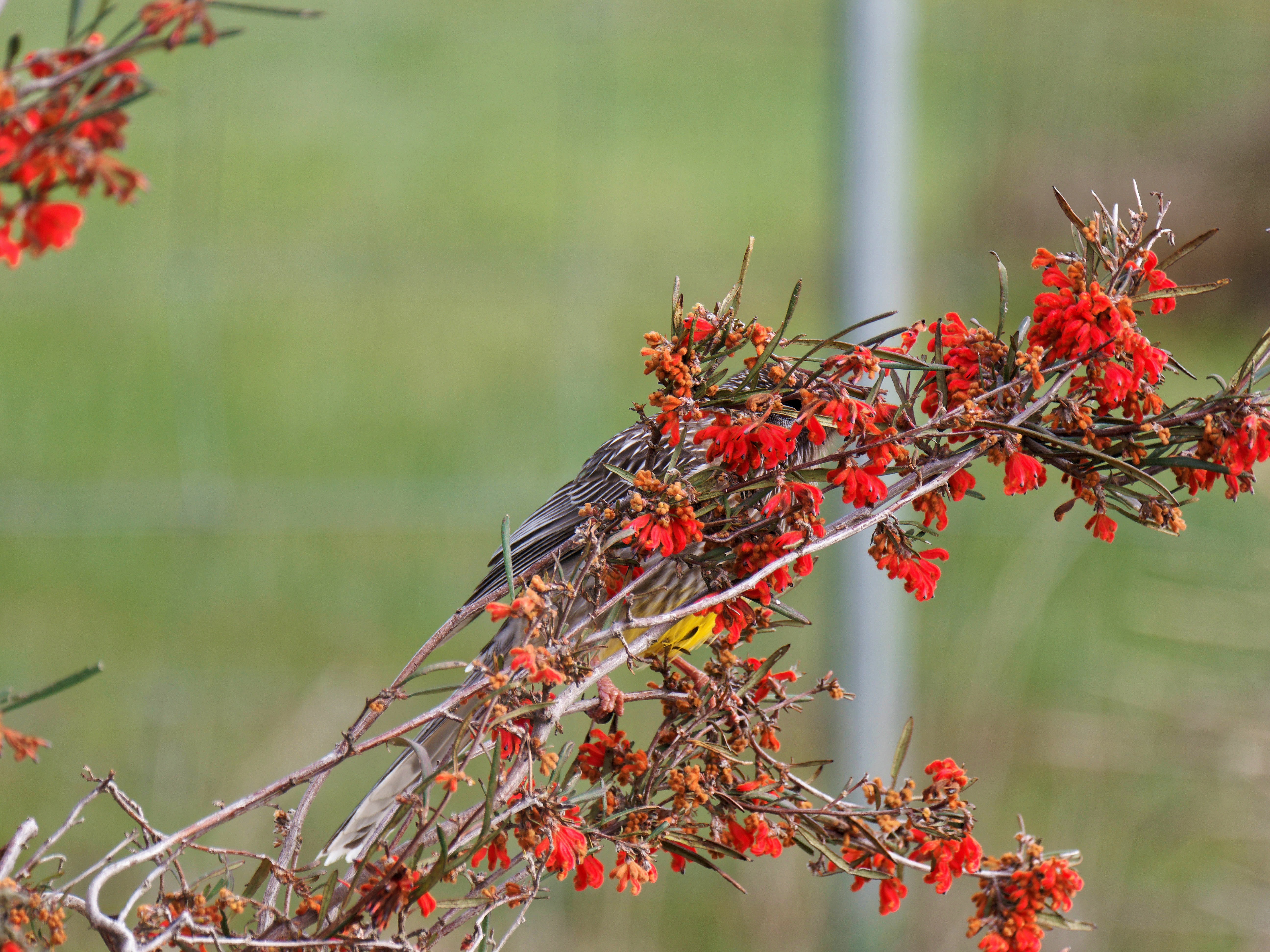 https://lemis.nyc3.digitaloceanspaces.com/grog/Photos/20250901/big/Wattlebird-10.jpeg