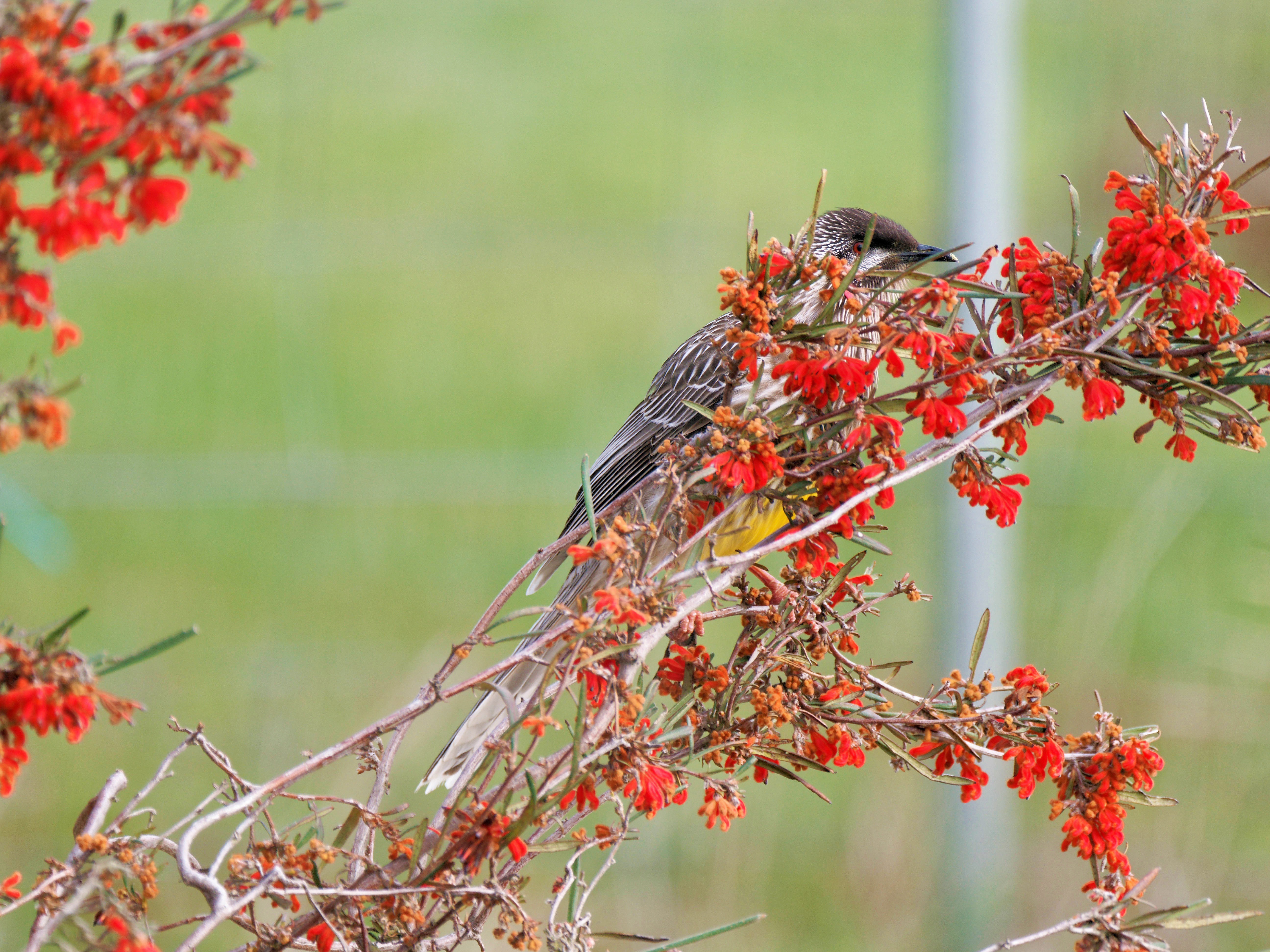 https://lemis.nyc3.digitaloceanspaces.com/grog/Photos/20250901/big/Wattlebird-11.jpeg