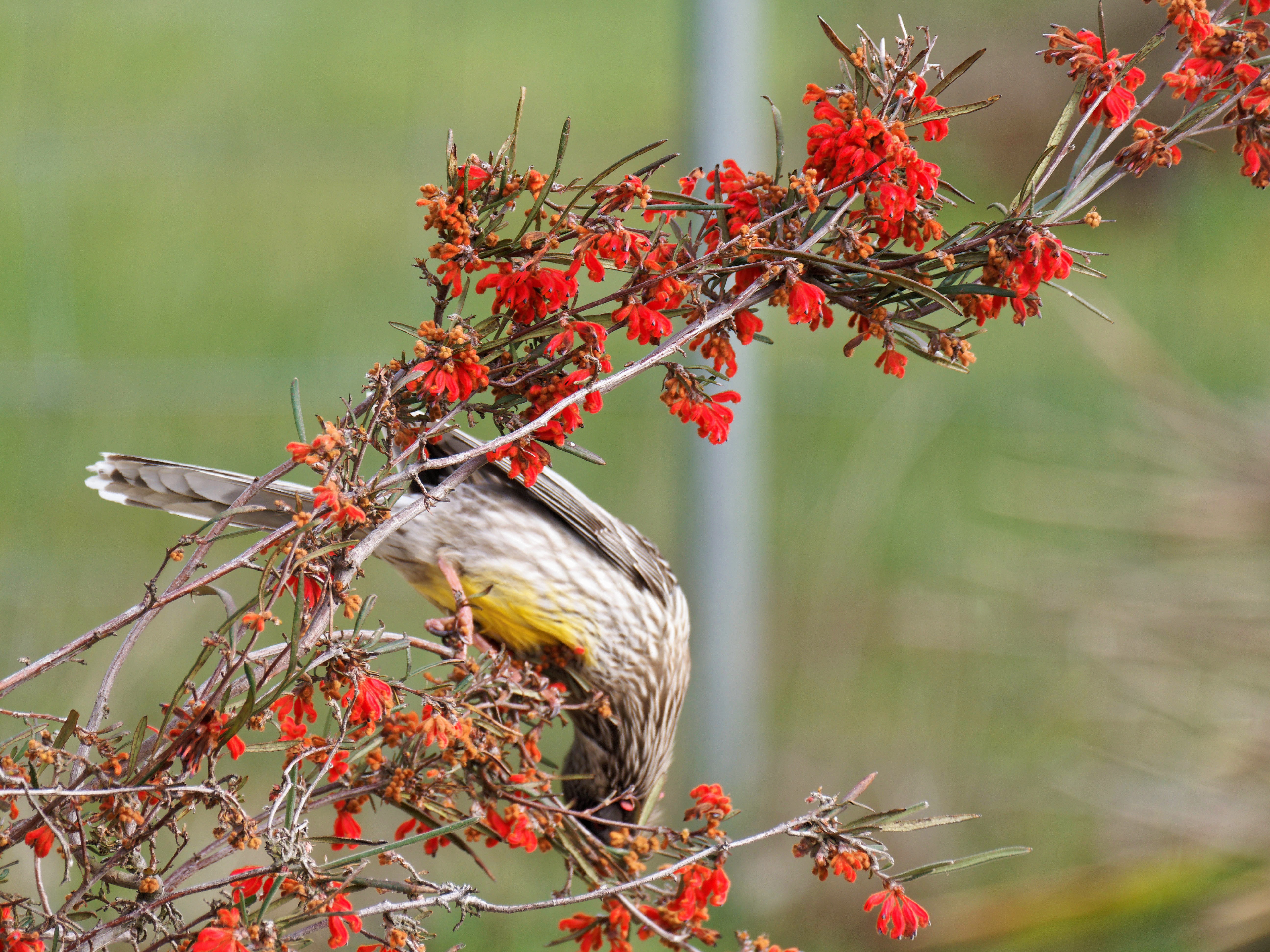 https://lemis.nyc3.digitaloceanspaces.com/grog/Photos/20250901/big/Wattlebird-12.jpeg