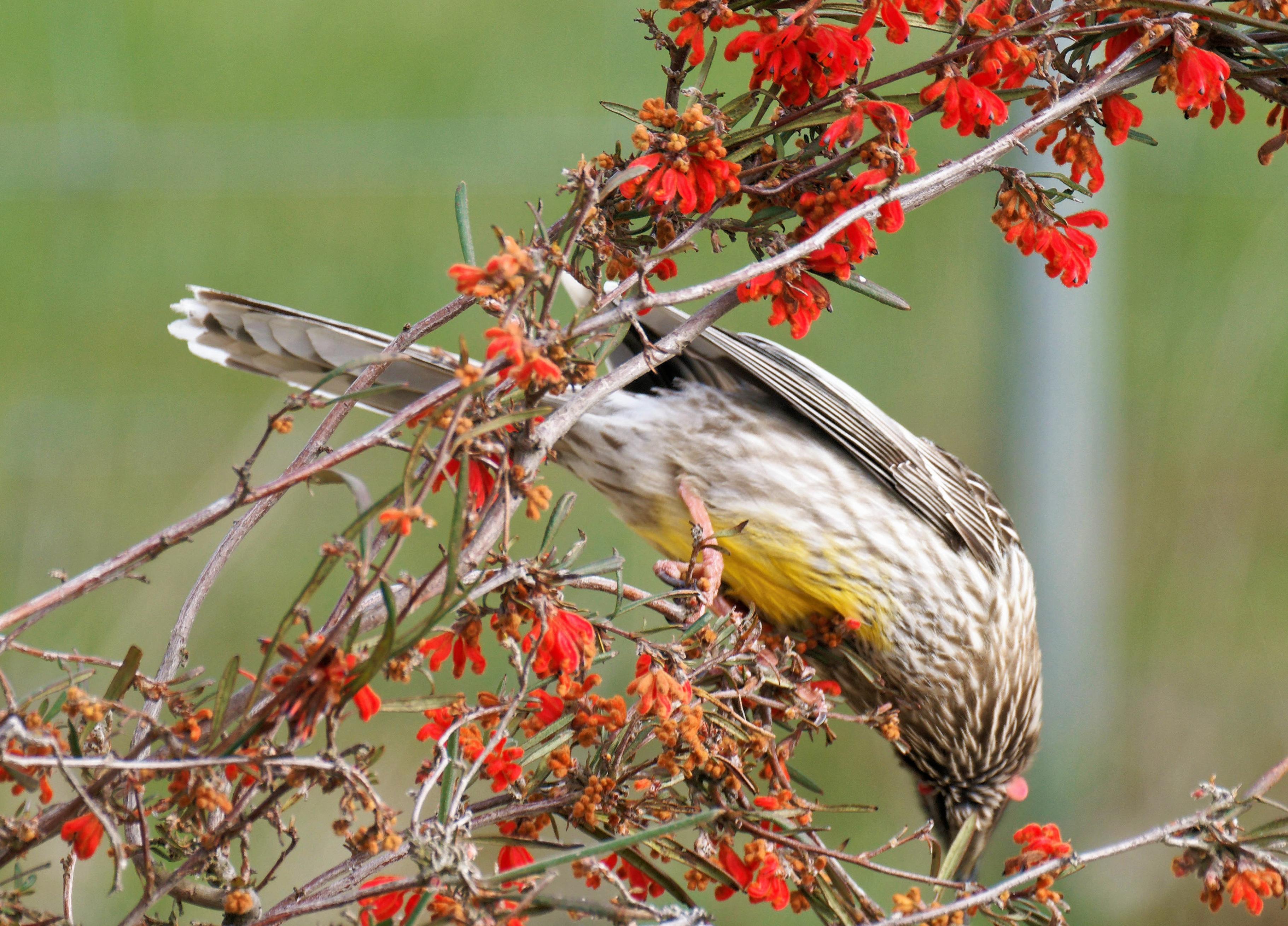 https://lemis.nyc3.digitaloceanspaces.com/grog/Photos/20250901/big/Wattlebird-13-detail.jpeg