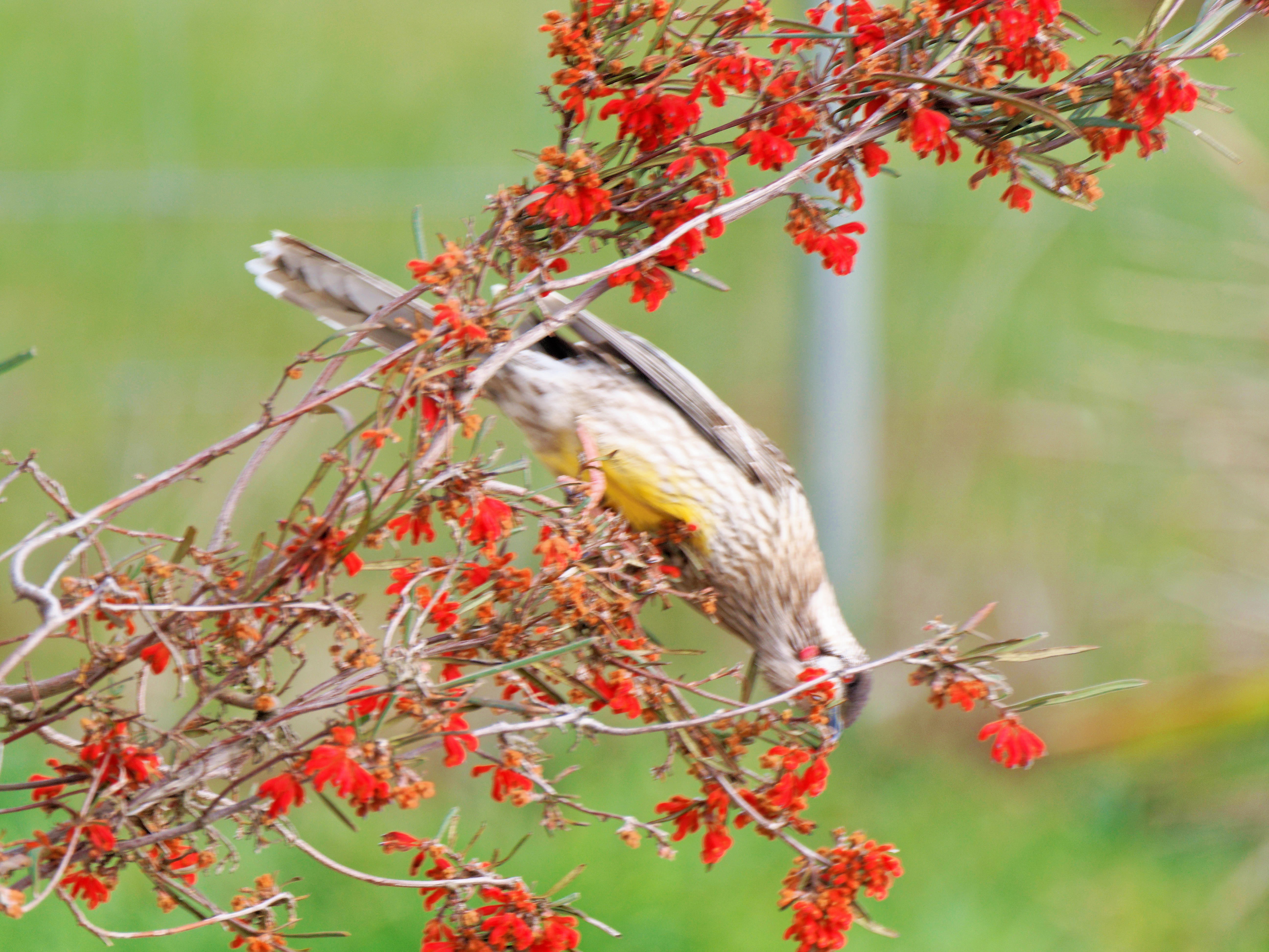 https://lemis.nyc3.digitaloceanspaces.com/grog/Photos/20250901/big/Wattlebird-14.jpeg