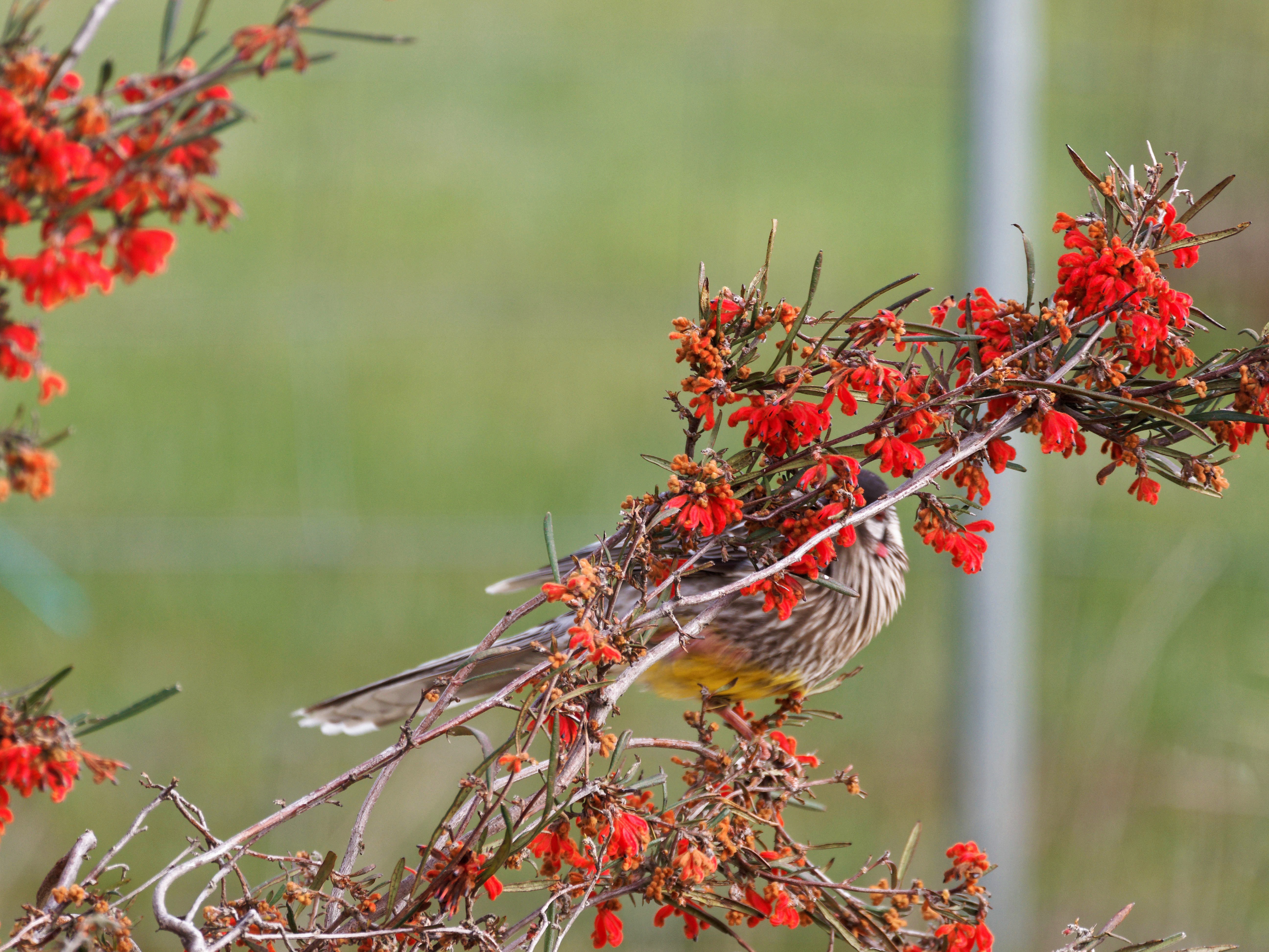 https://lemis.nyc3.digitaloceanspaces.com/grog/Photos/20250901/big/Wattlebird-15.jpeg
