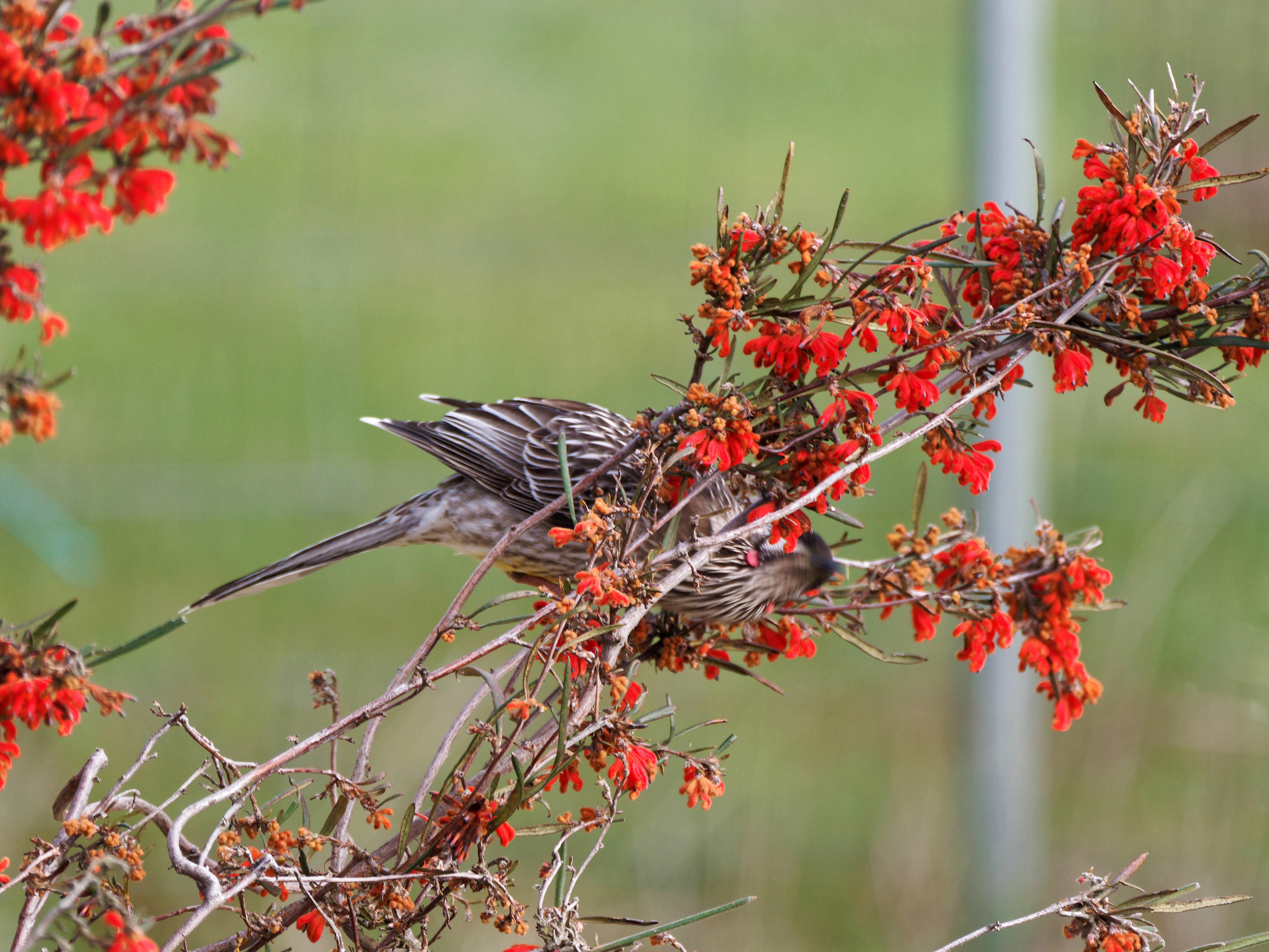 https://lemis.nyc3.digitaloceanspaces.com/grog/Photos/20250901/big/Wattlebird-16.jpeg