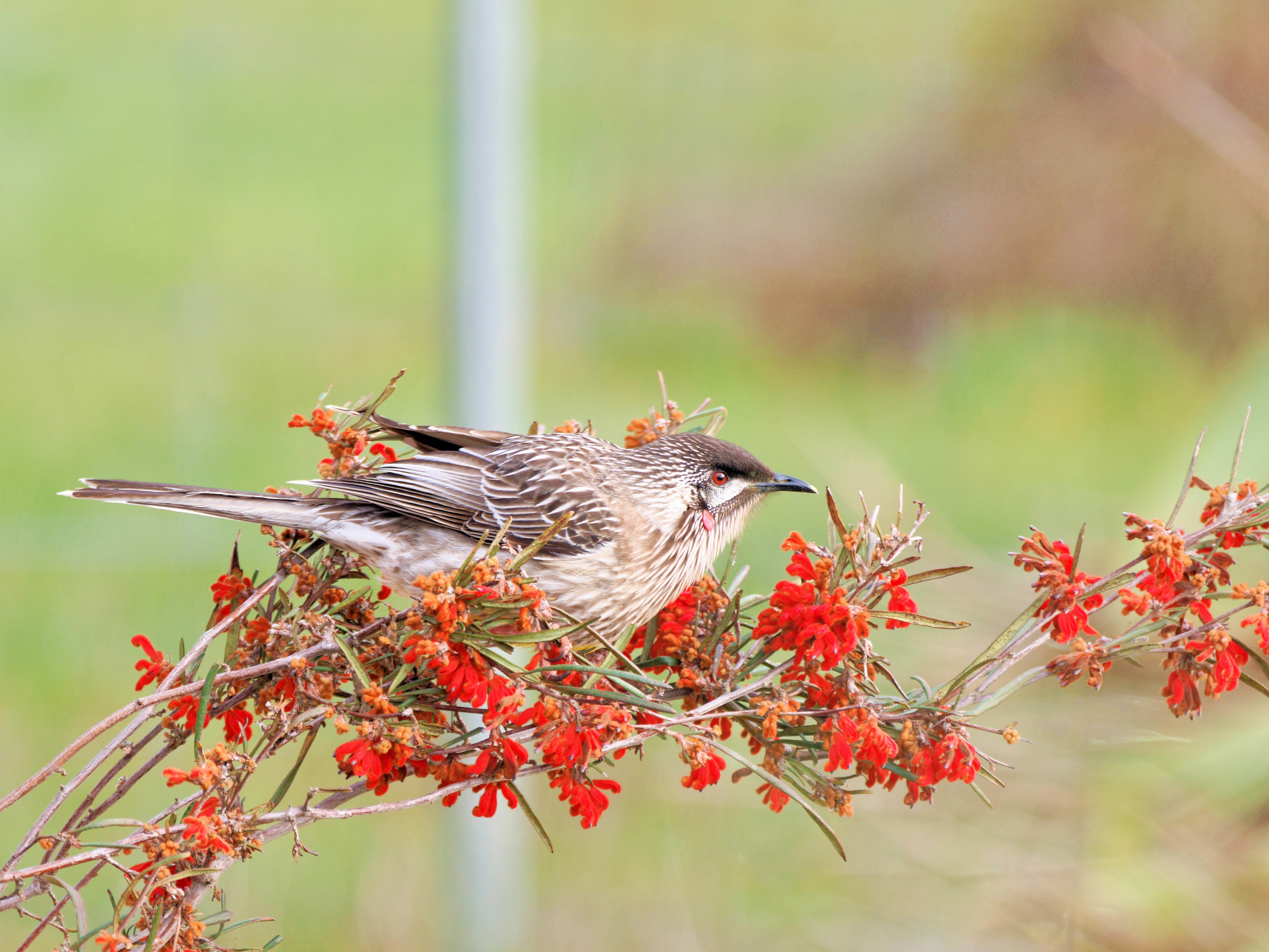 https://lemis.nyc3.digitaloceanspaces.com/grog/Photos/20250901/big/Wattlebird-17.jpeg
