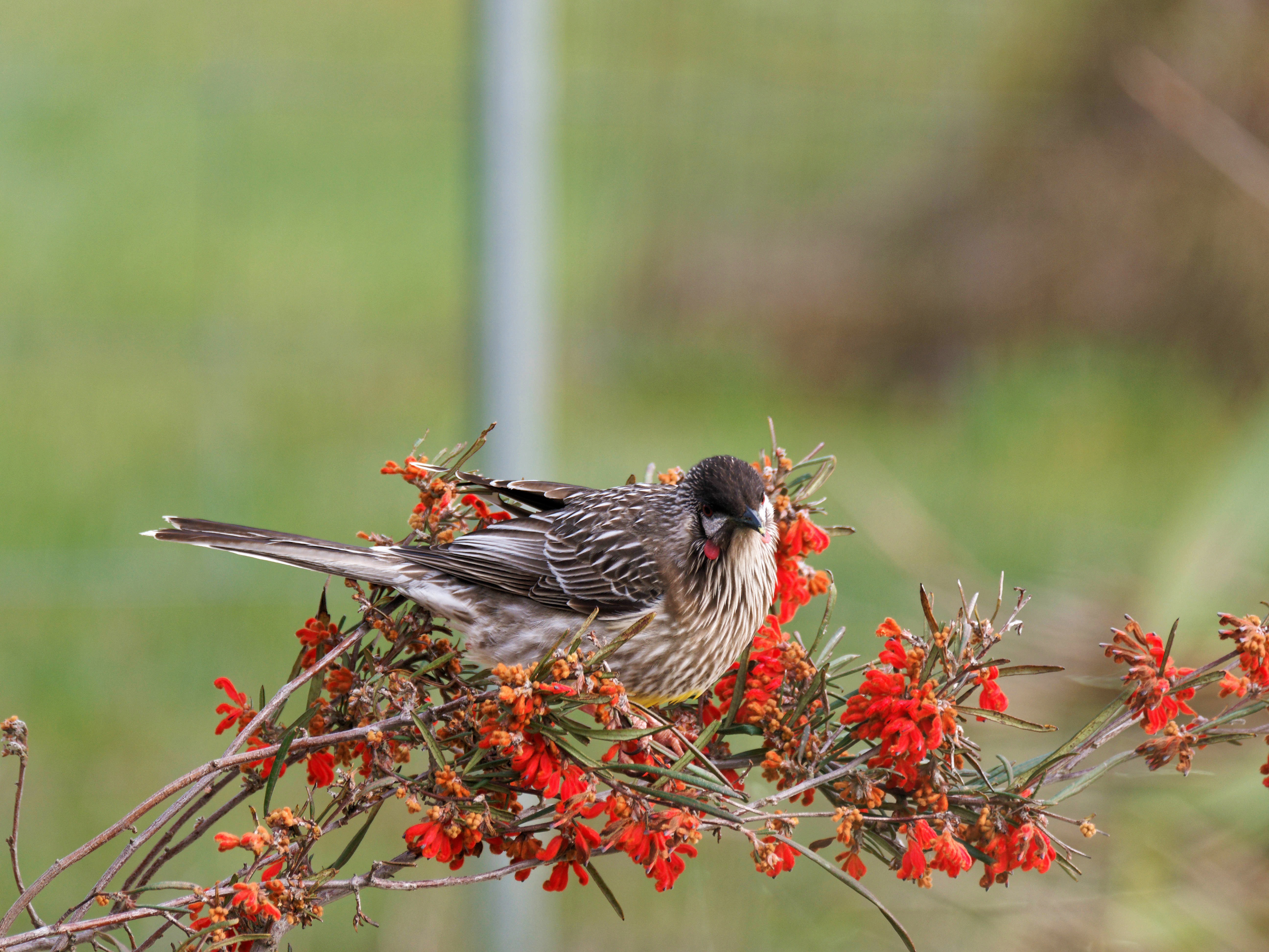 https://lemis.nyc3.digitaloceanspaces.com/grog/Photos/20250901/big/Wattlebird-18.jpeg