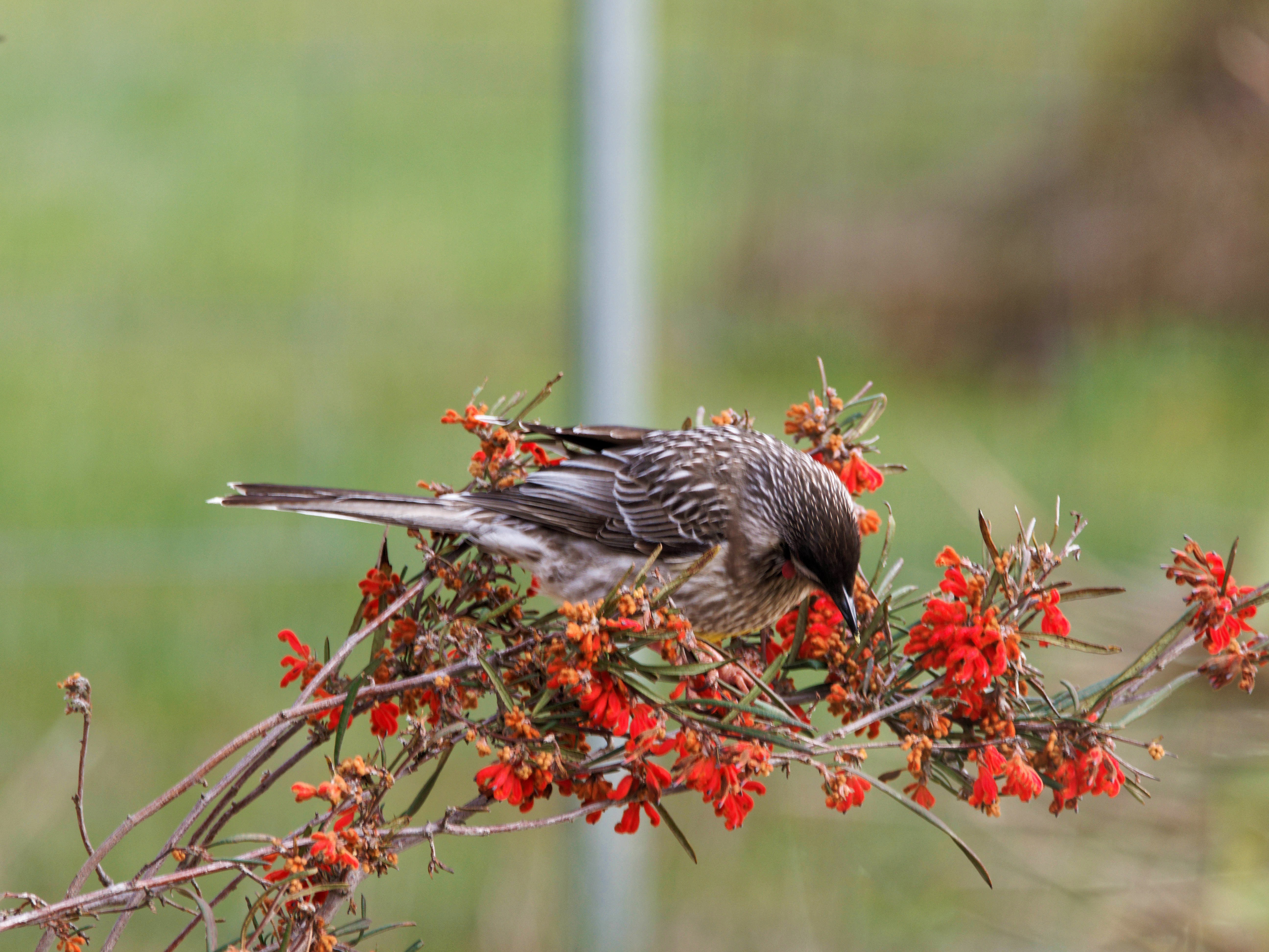 https://lemis.nyc3.digitaloceanspaces.com/grog/Photos/20250901/big/Wattlebird-19.jpeg