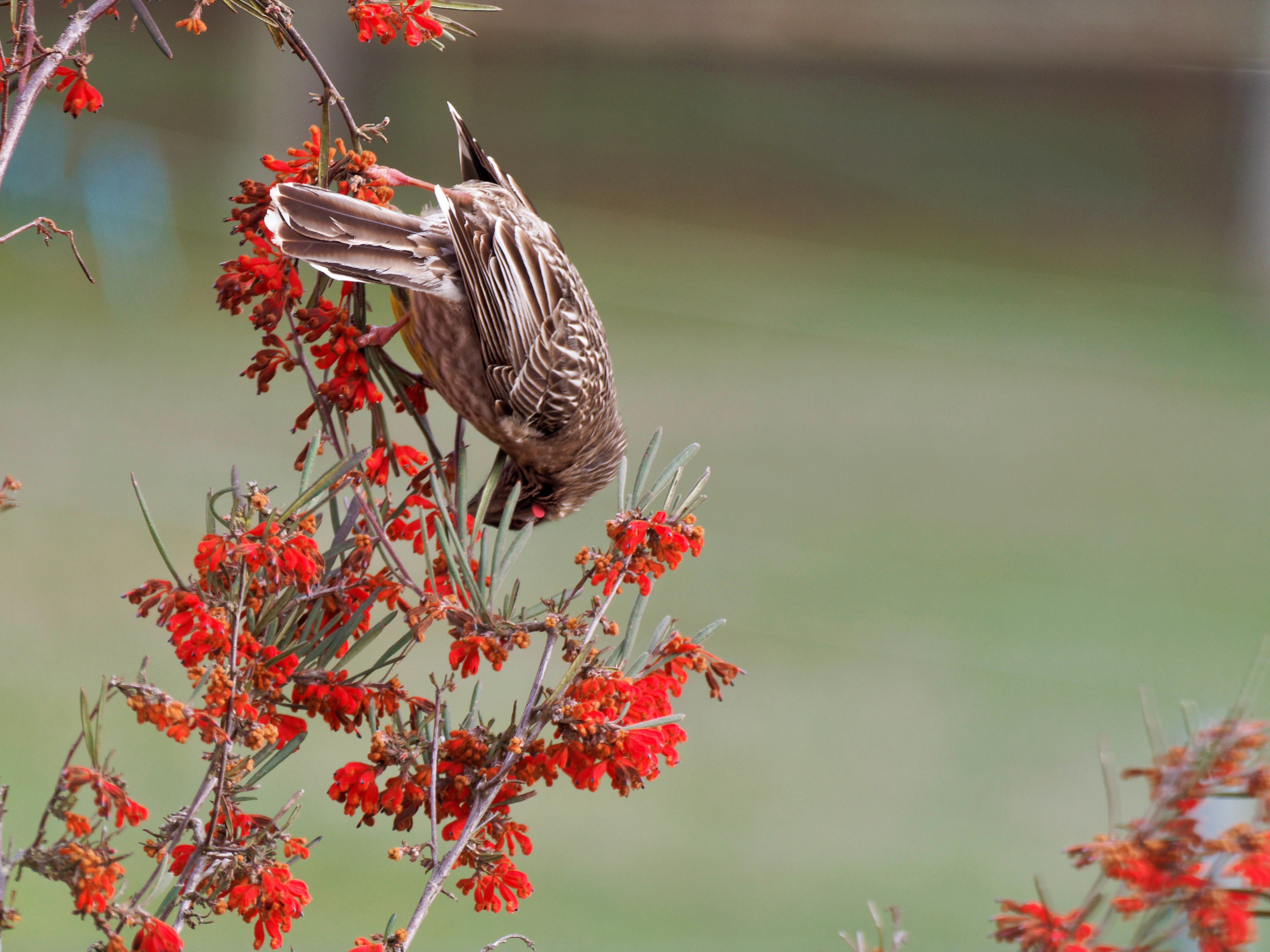https://lemis.nyc3.digitaloceanspaces.com/grog/Photos/20250901/big/Wattlebird-2.jpeg