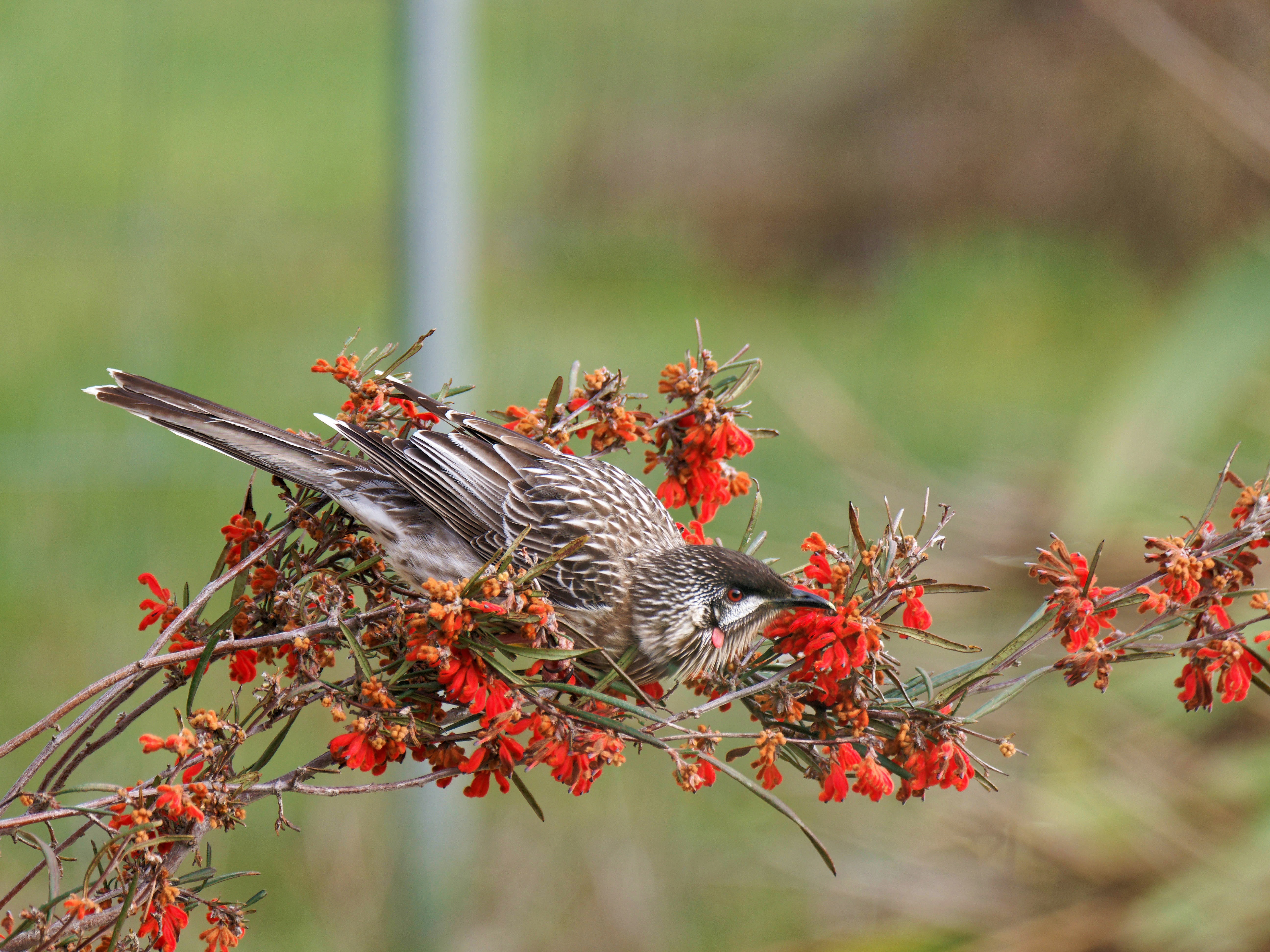 https://lemis.nyc3.digitaloceanspaces.com/grog/Photos/20250901/big/Wattlebird-20.jpeg