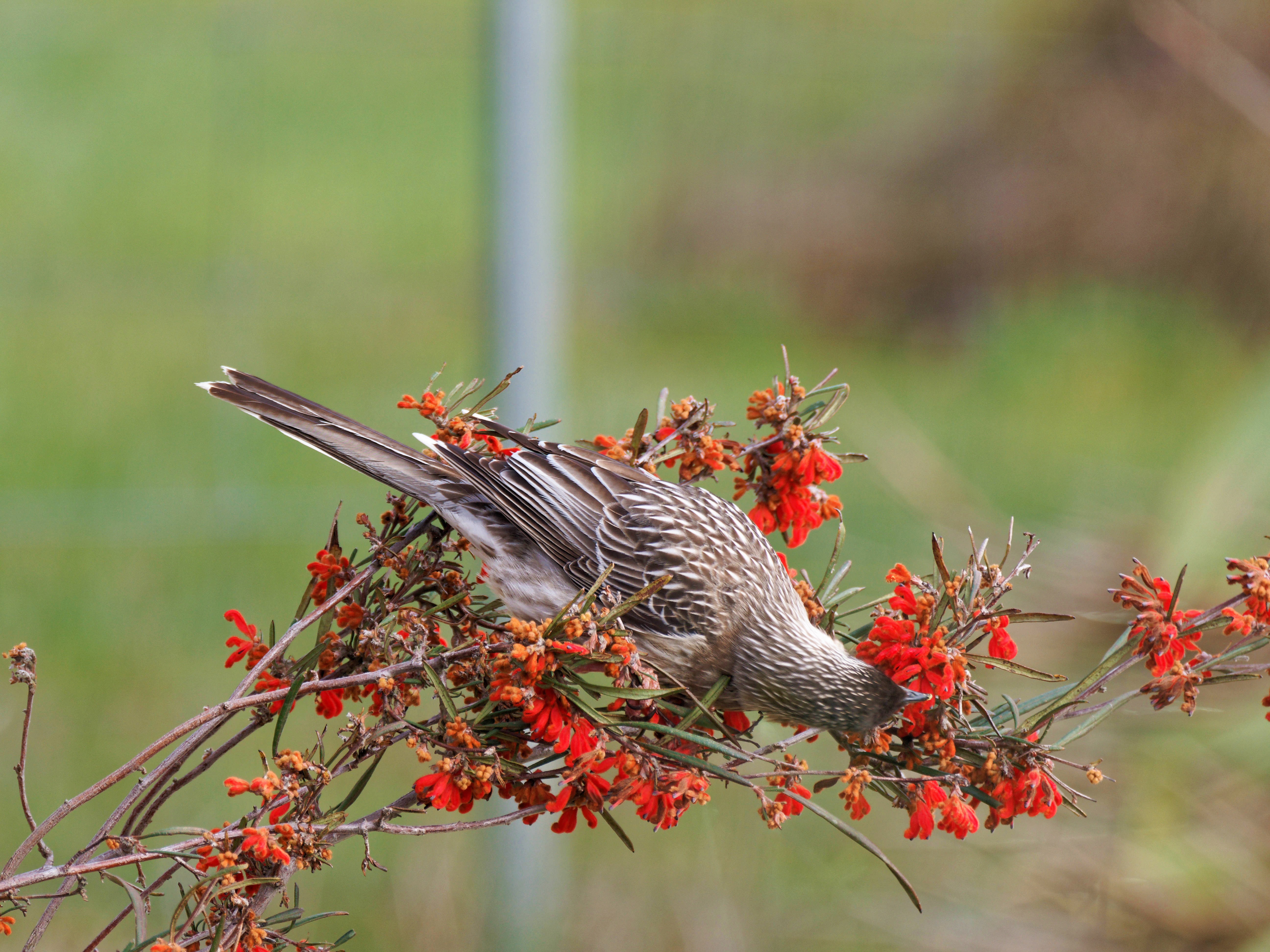 https://lemis.nyc3.digitaloceanspaces.com/grog/Photos/20250901/big/Wattlebird-21.jpeg