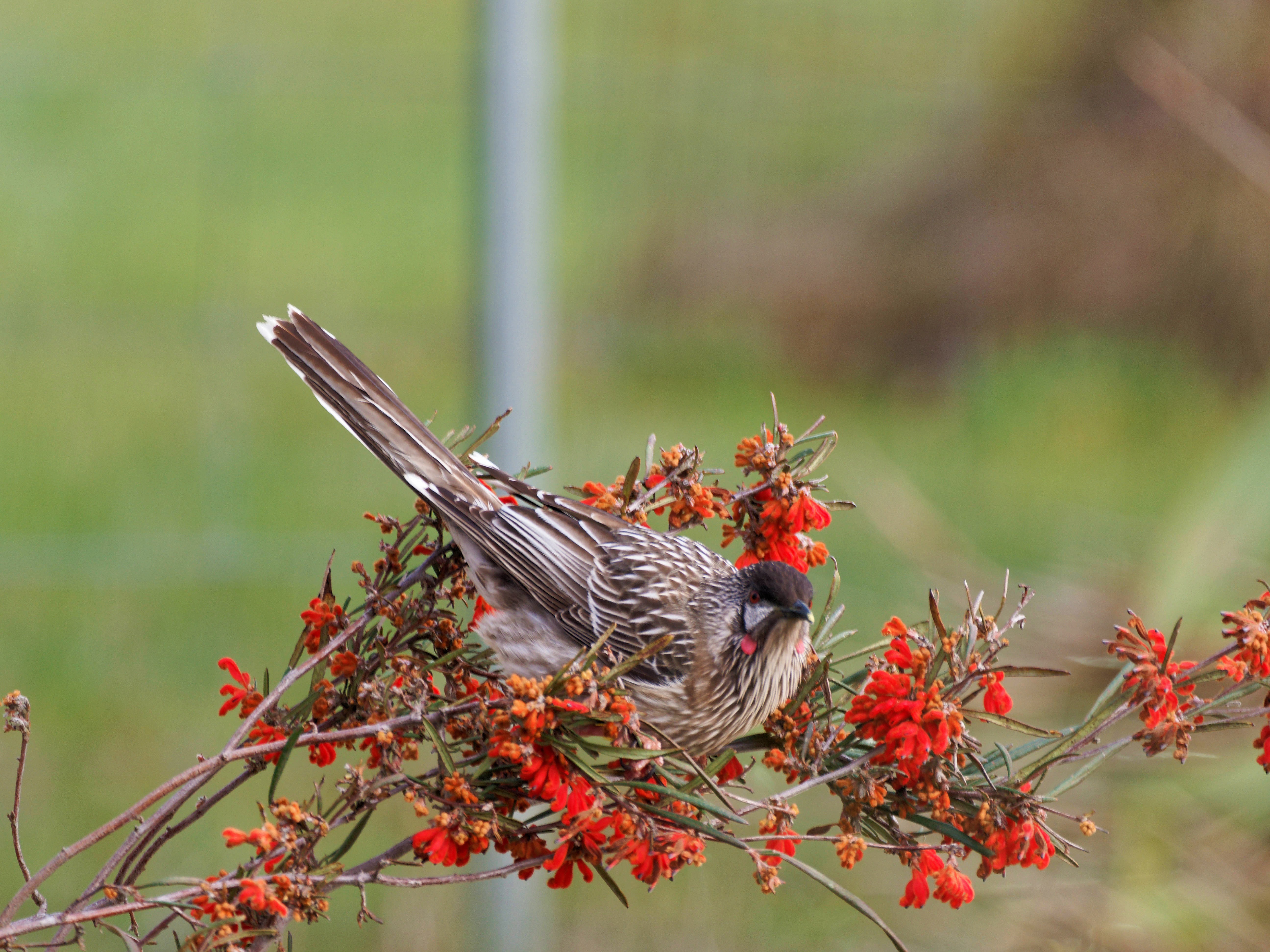 https://lemis.nyc3.digitaloceanspaces.com/grog/Photos/20250901/big/Wattlebird-22.jpeg