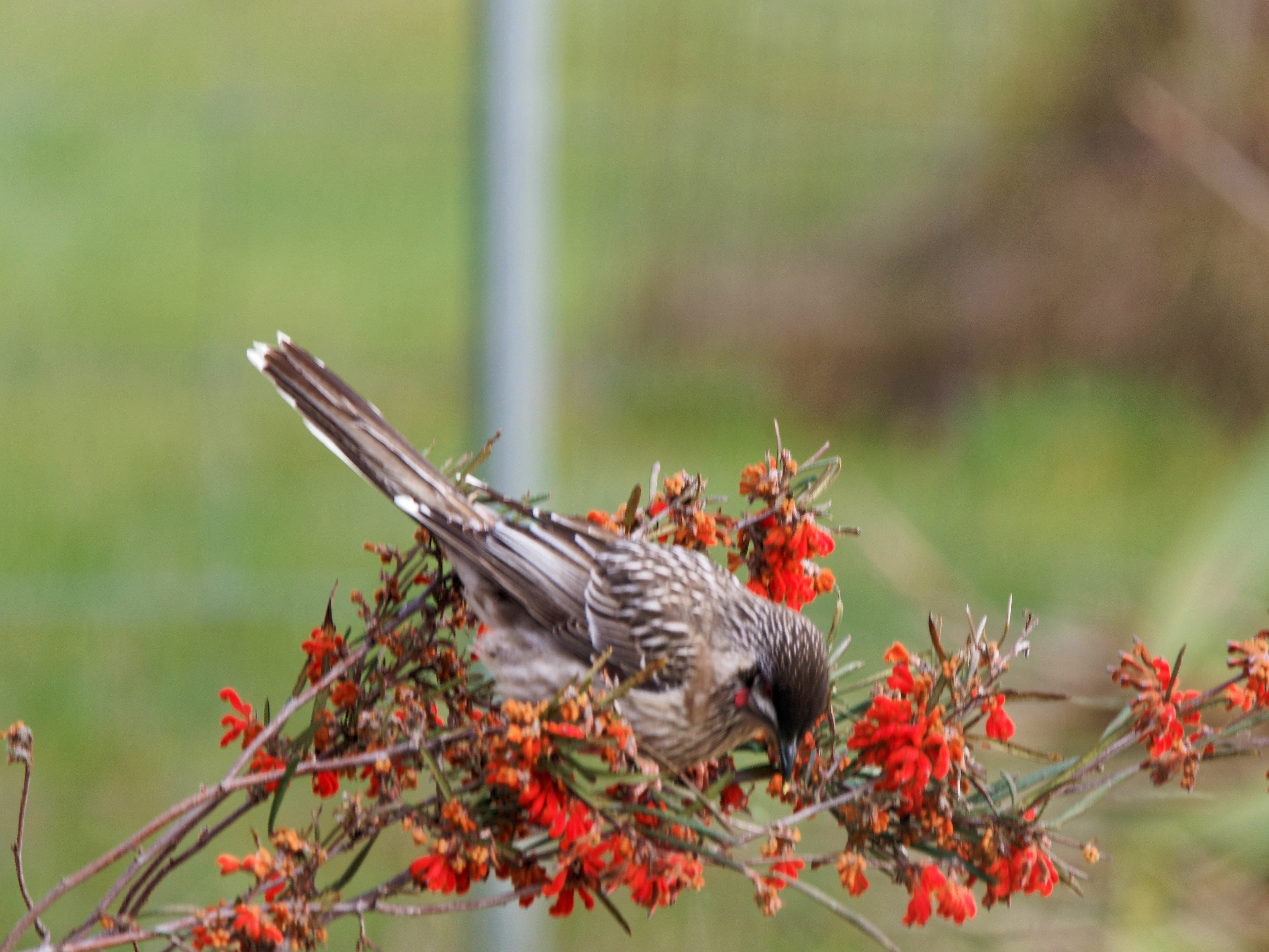 https://lemis.nyc3.digitaloceanspaces.com/grog/Photos/20250901/big/Wattlebird-23.jpeg