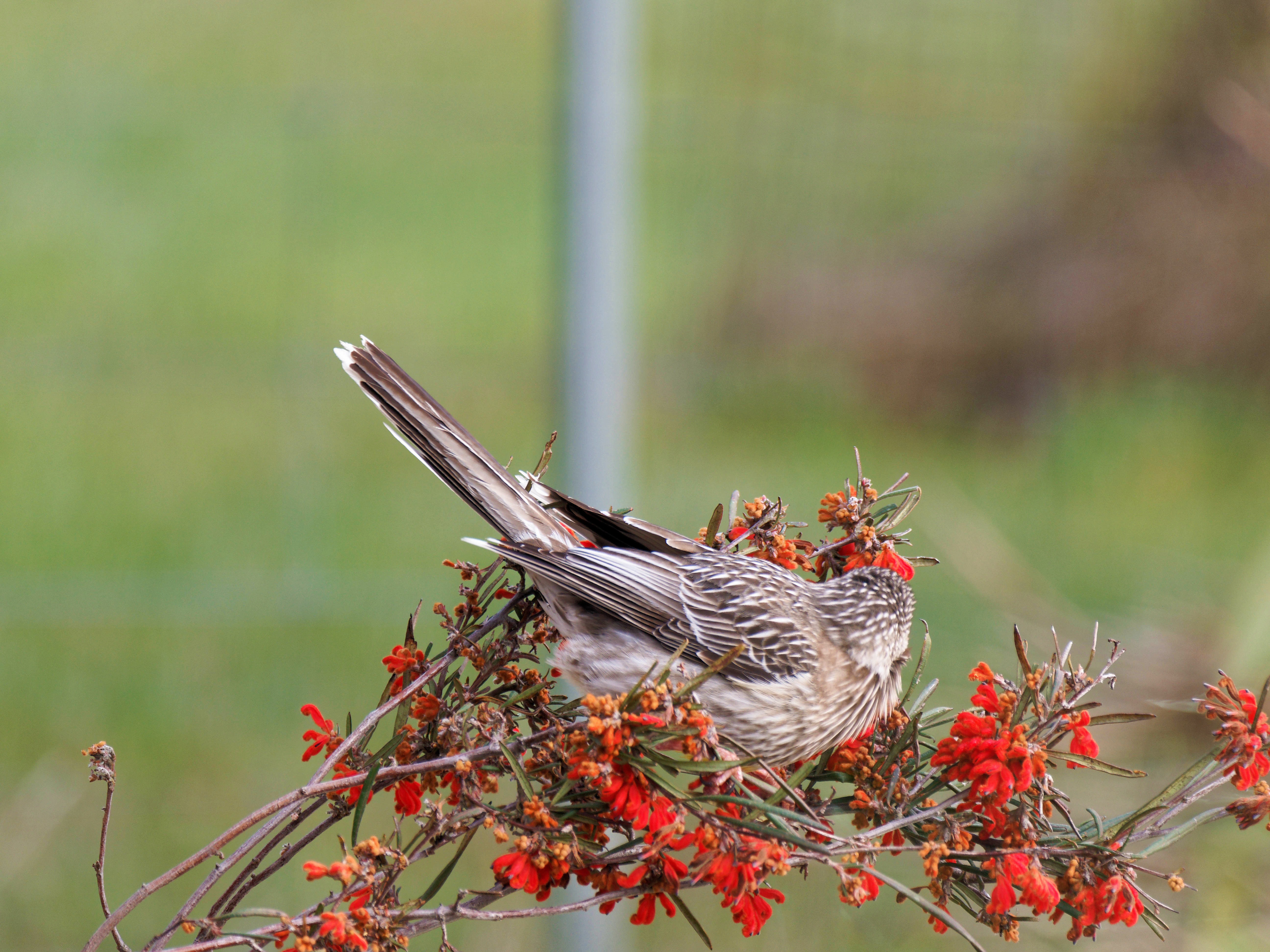 https://lemis.nyc3.digitaloceanspaces.com/grog/Photos/20250901/big/Wattlebird-24.jpeg