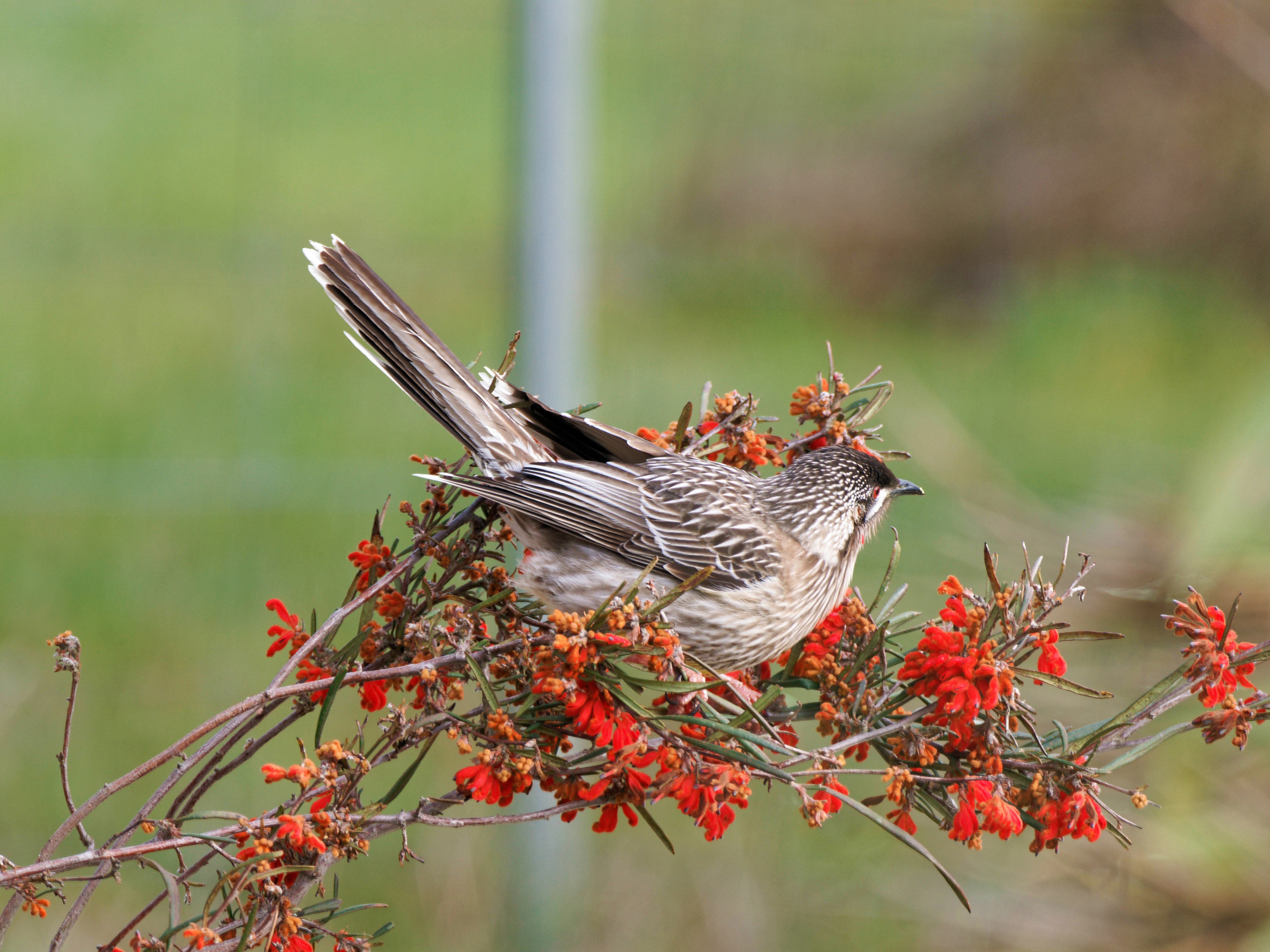 https://lemis.nyc3.digitaloceanspaces.com/grog/Photos/20250901/big/Wattlebird-25.jpeg