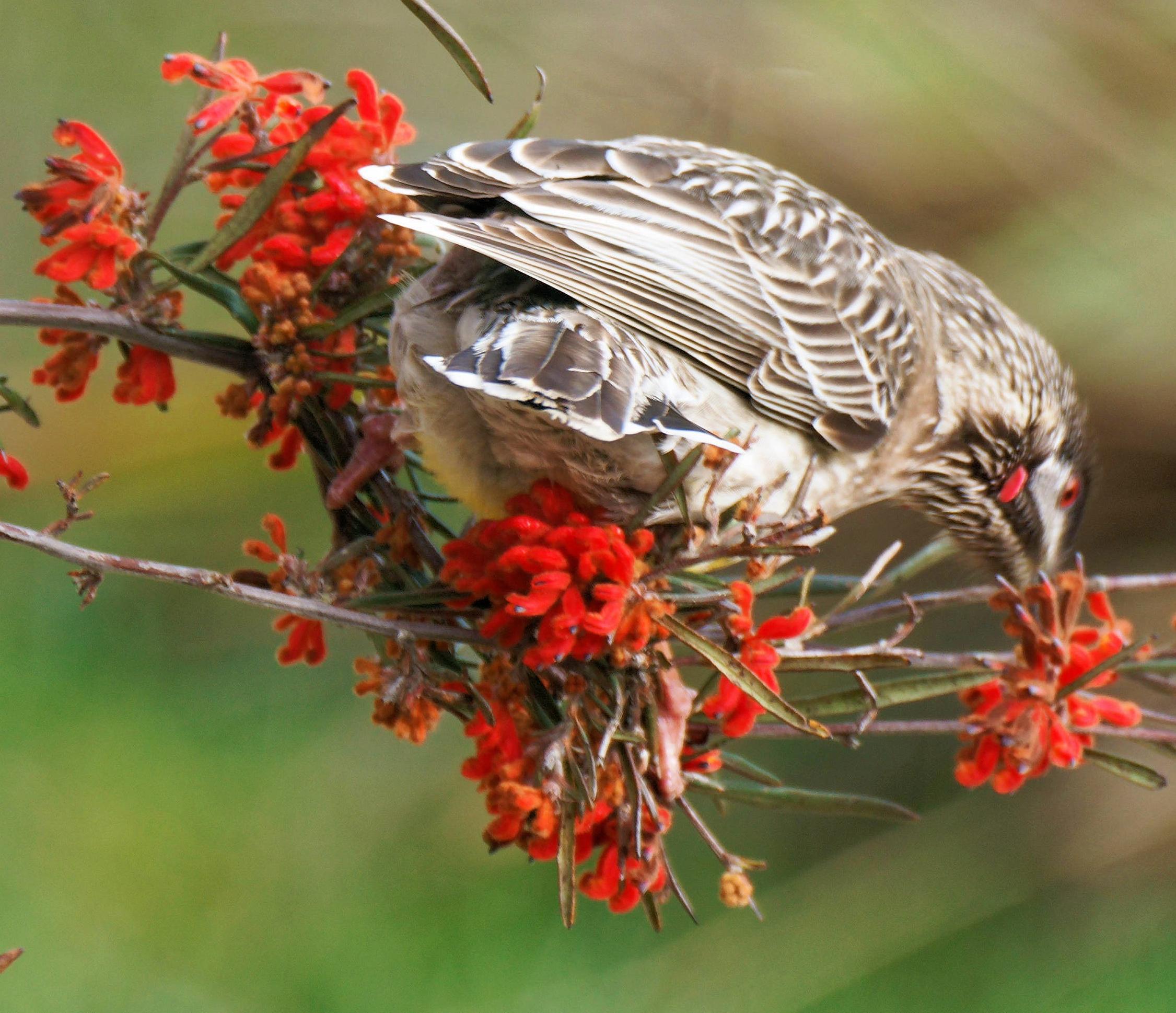 https://lemis.nyc3.digitaloceanspaces.com/grog/Photos/20250901/big/Wattlebird-26-detail.jpeg