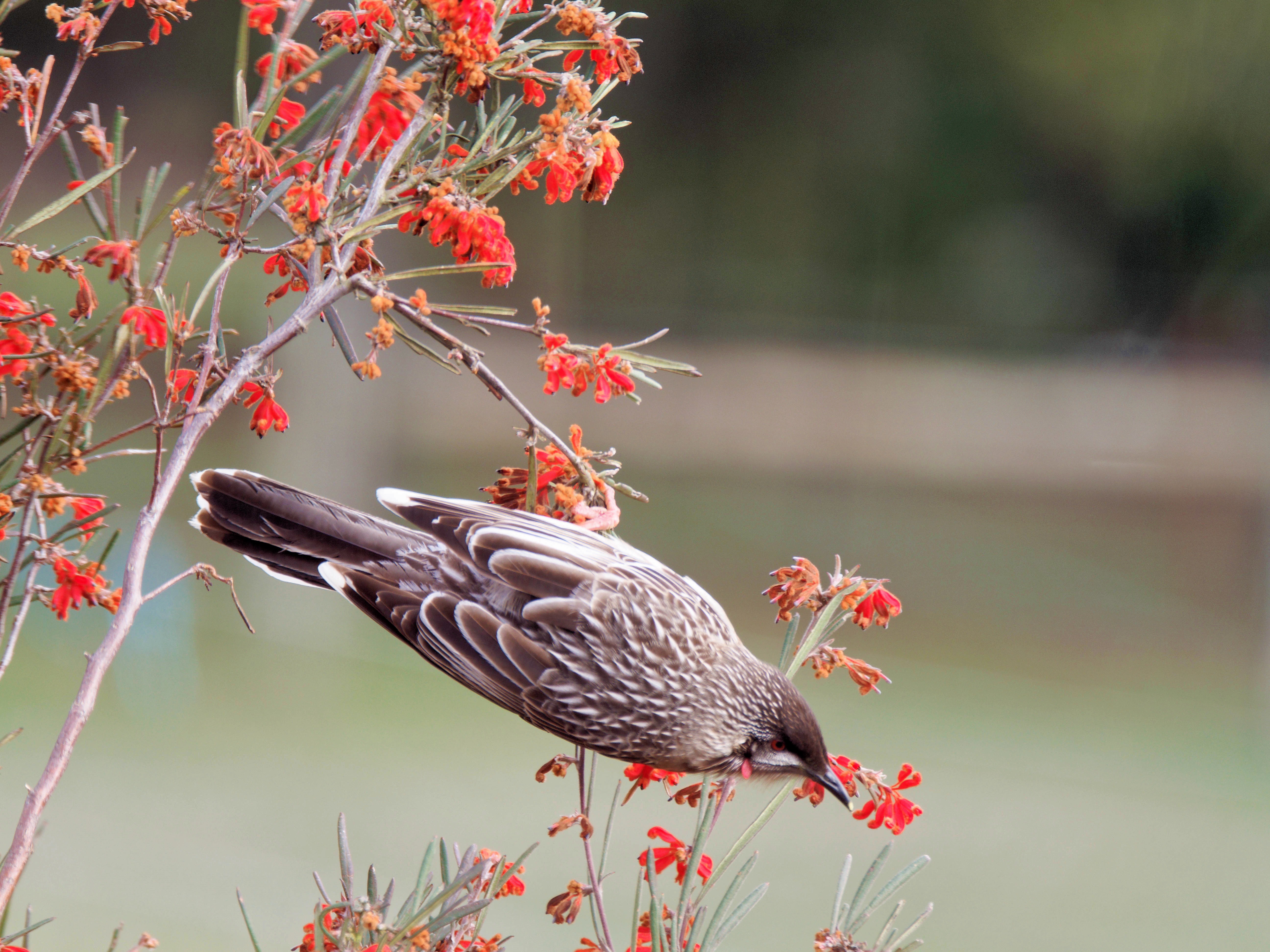 https://lemis.nyc3.digitaloceanspaces.com/grog/Photos/20250901/big/Wattlebird-3.jpeg