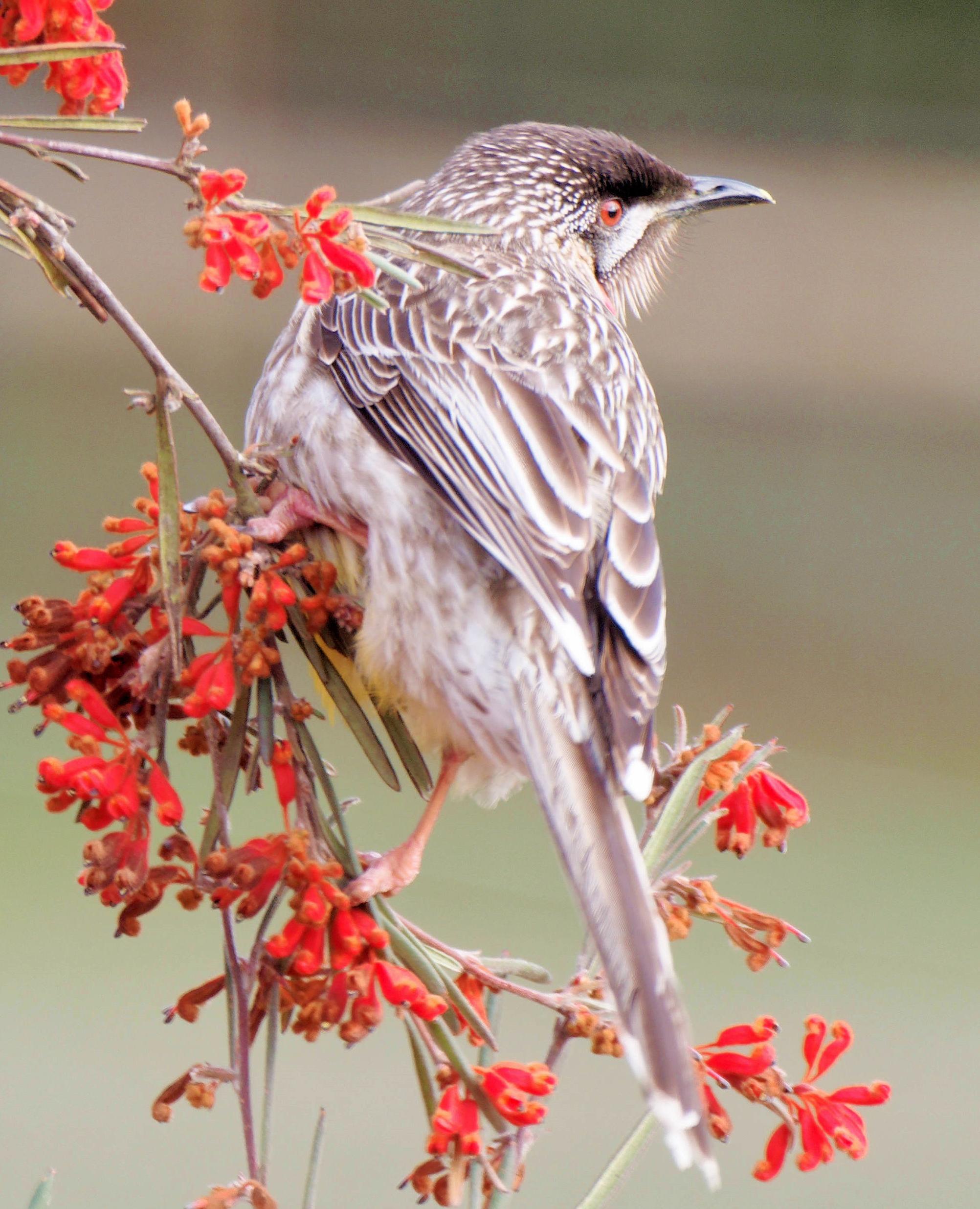 https://lemis.nyc3.digitaloceanspaces.com/grog/Photos/20250901/big/Wattlebird-4-detail.jpeg