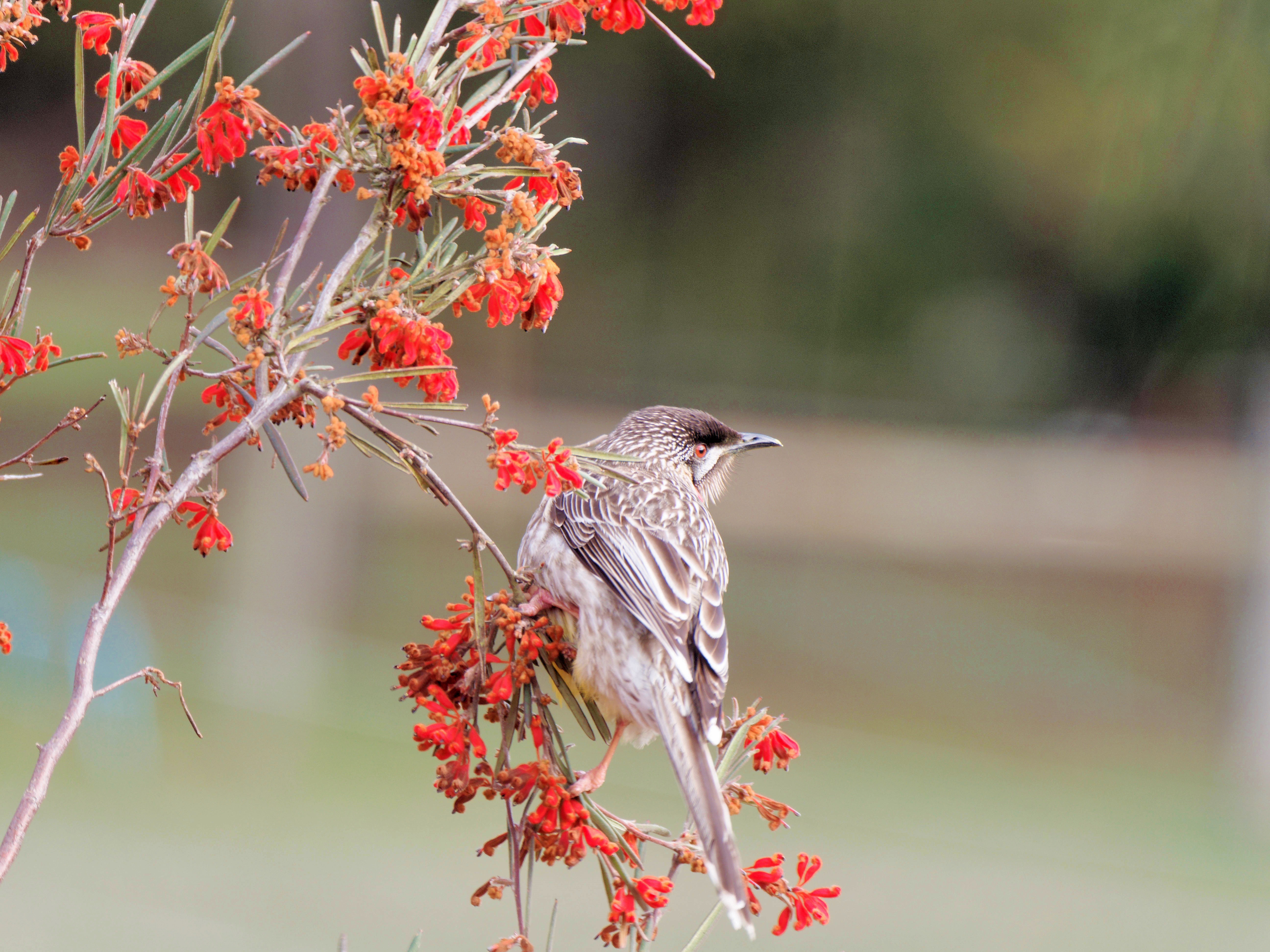https://lemis.nyc3.digitaloceanspaces.com/grog/Photos/20250901/big/Wattlebird-4.jpeg