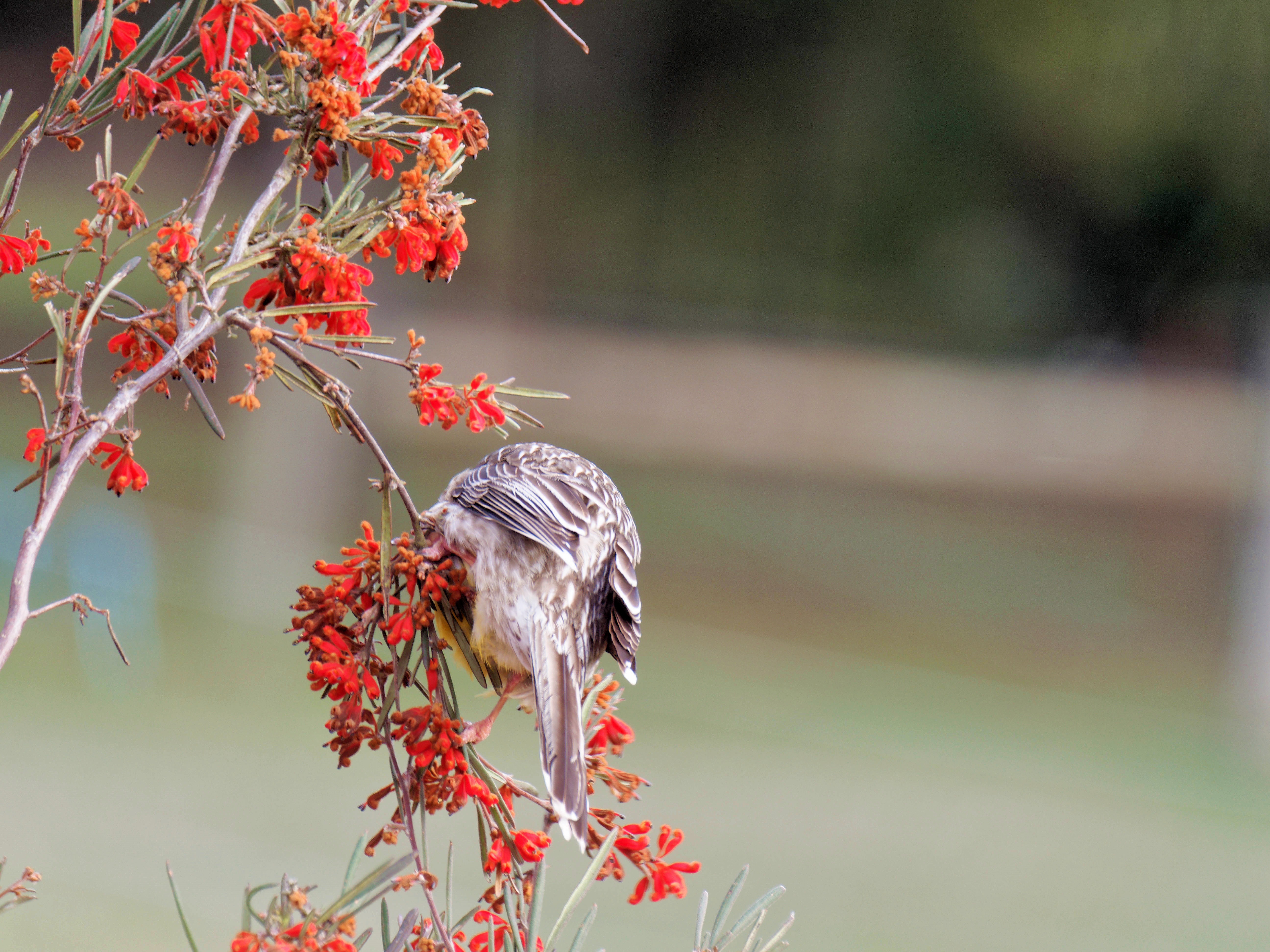 https://lemis.nyc3.digitaloceanspaces.com/grog/Photos/20250901/big/Wattlebird-5.jpeg