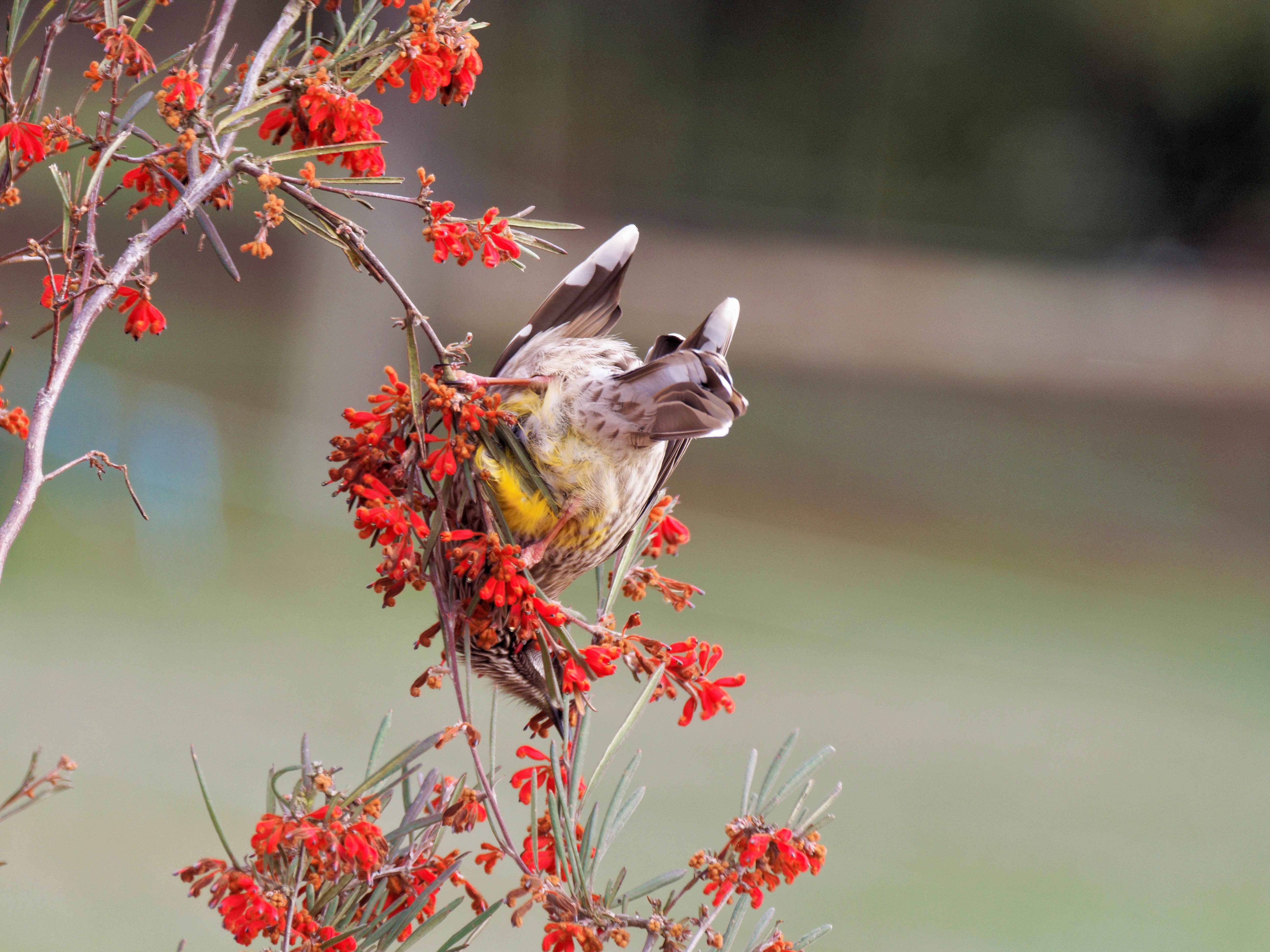 https://lemis.nyc3.digitaloceanspaces.com/grog/Photos/20250901/big/Wattlebird-6.jpeg