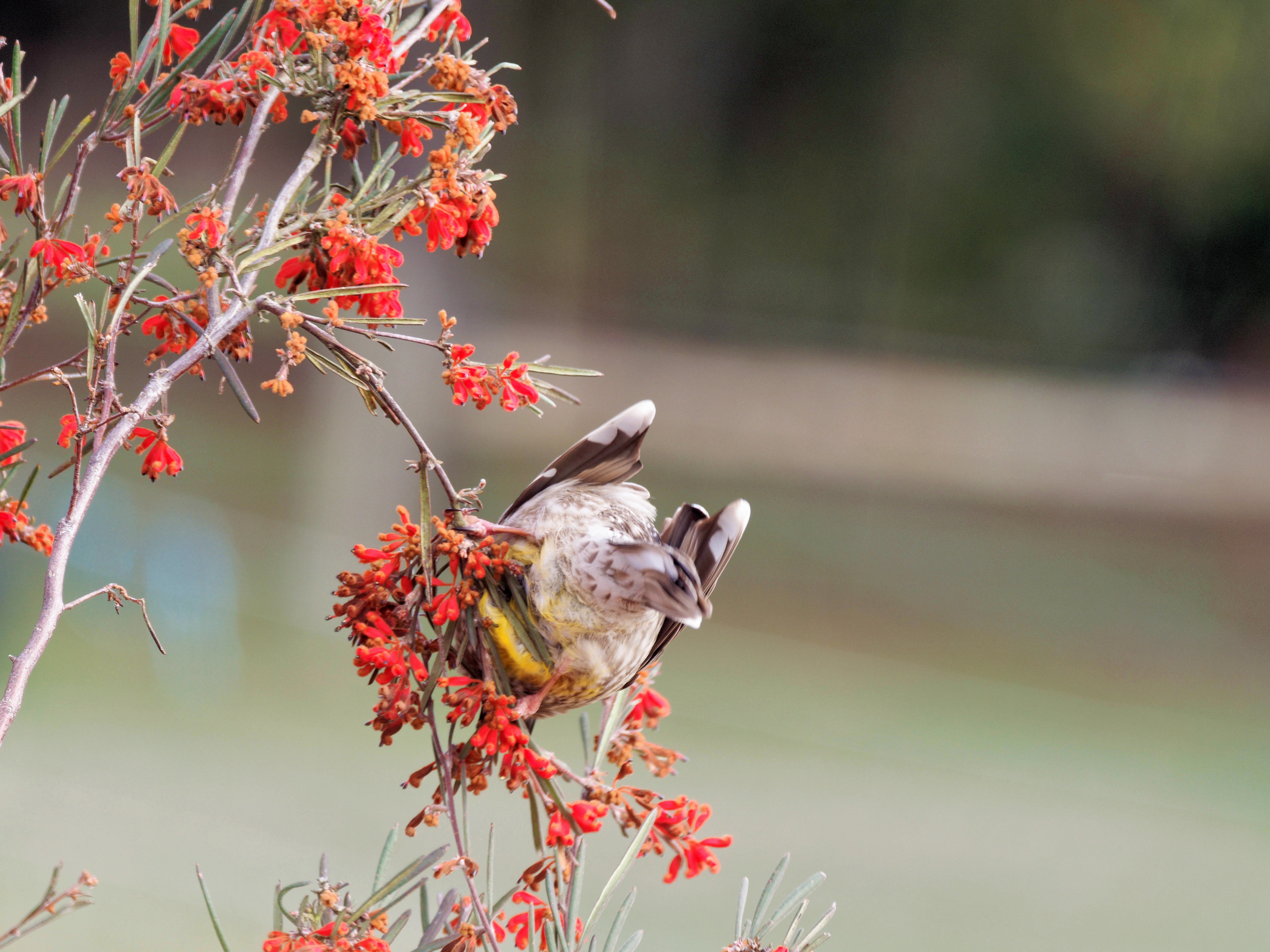 https://lemis.nyc3.digitaloceanspaces.com/grog/Photos/20250901/big/Wattlebird-7.jpeg