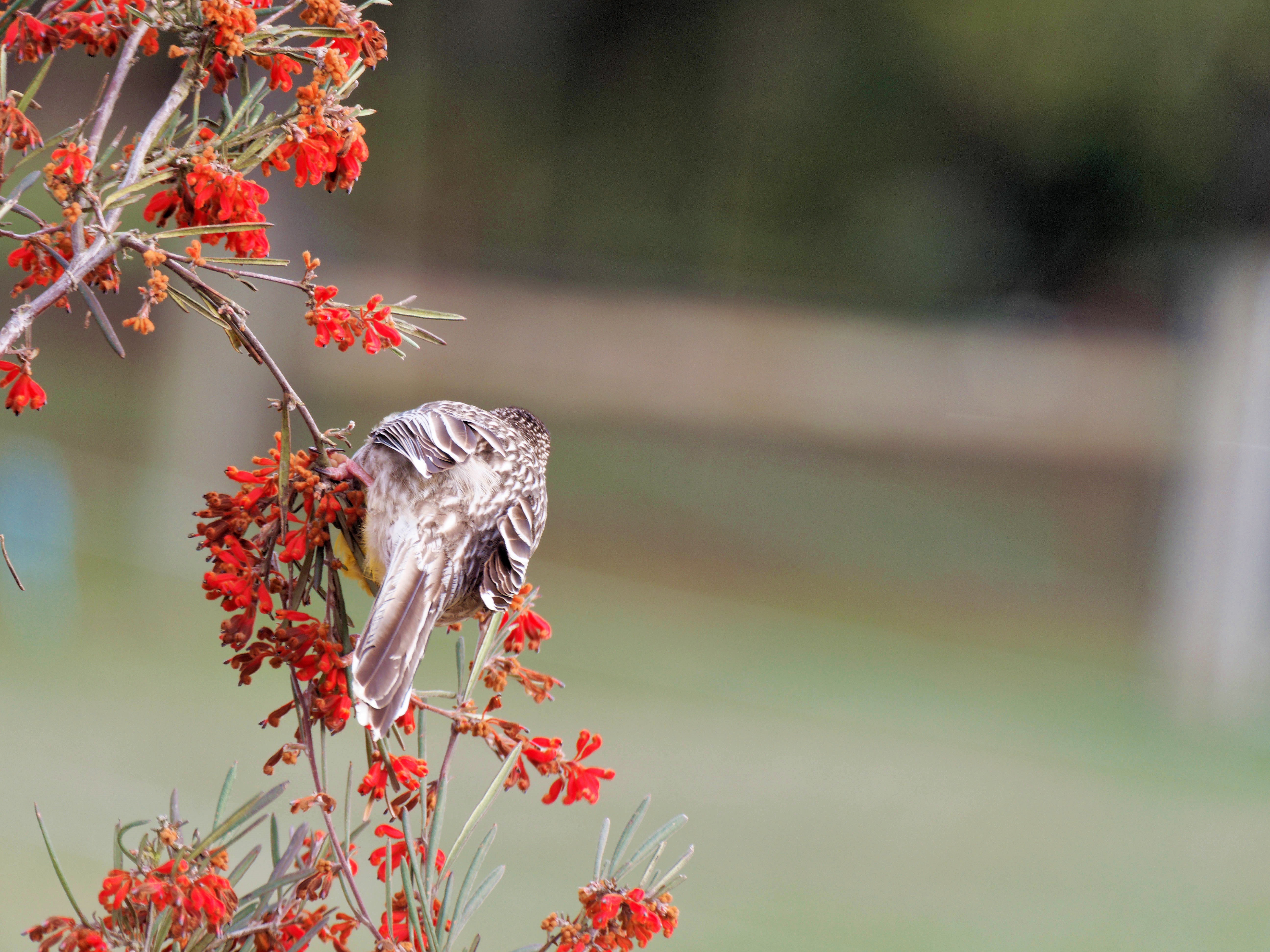 https://lemis.nyc3.digitaloceanspaces.com/grog/Photos/20250901/big/Wattlebird-8.jpeg