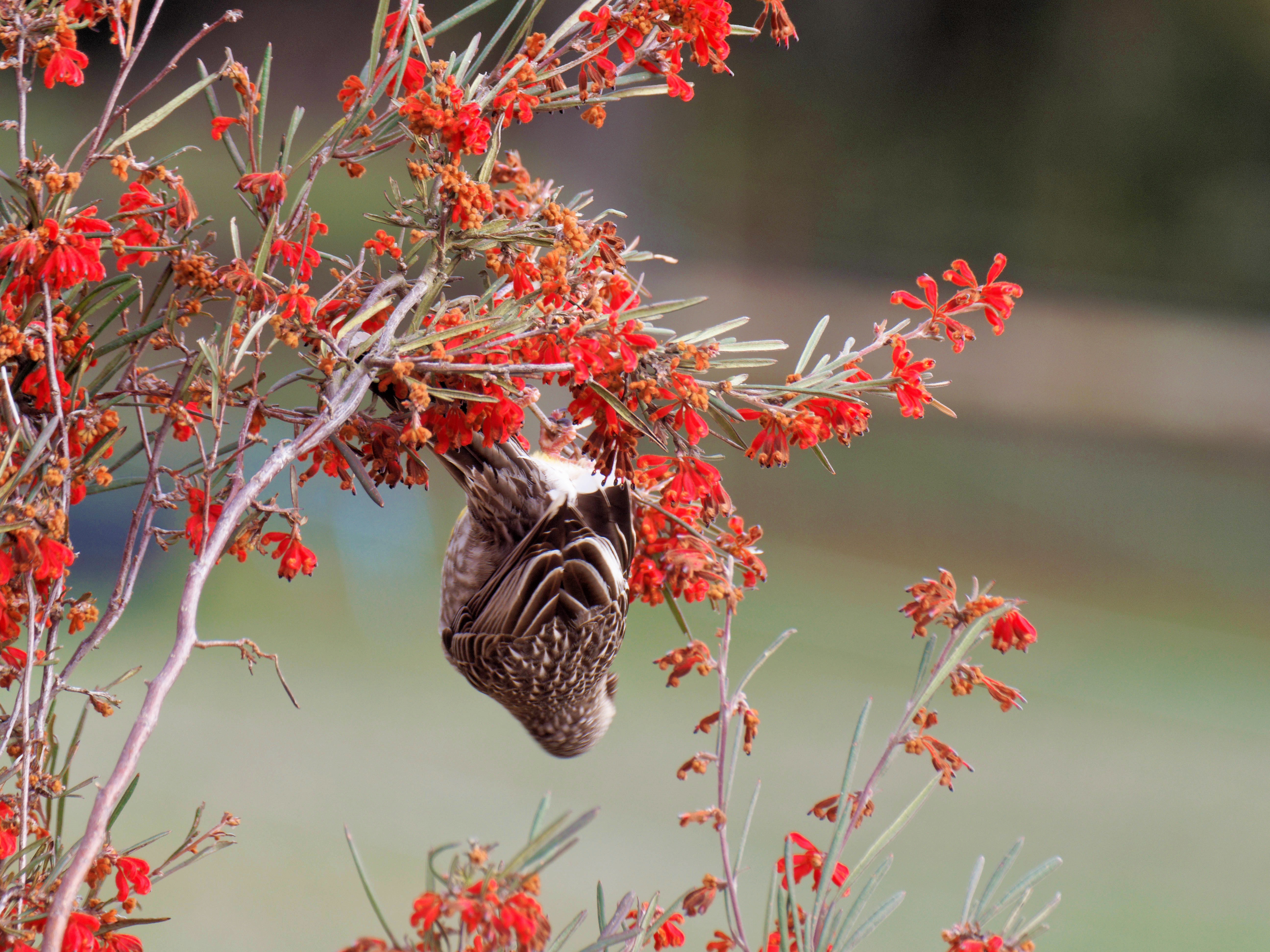 https://lemis.nyc3.digitaloceanspaces.com/grog/Photos/20250901/big/Wattlebird-9.jpeg