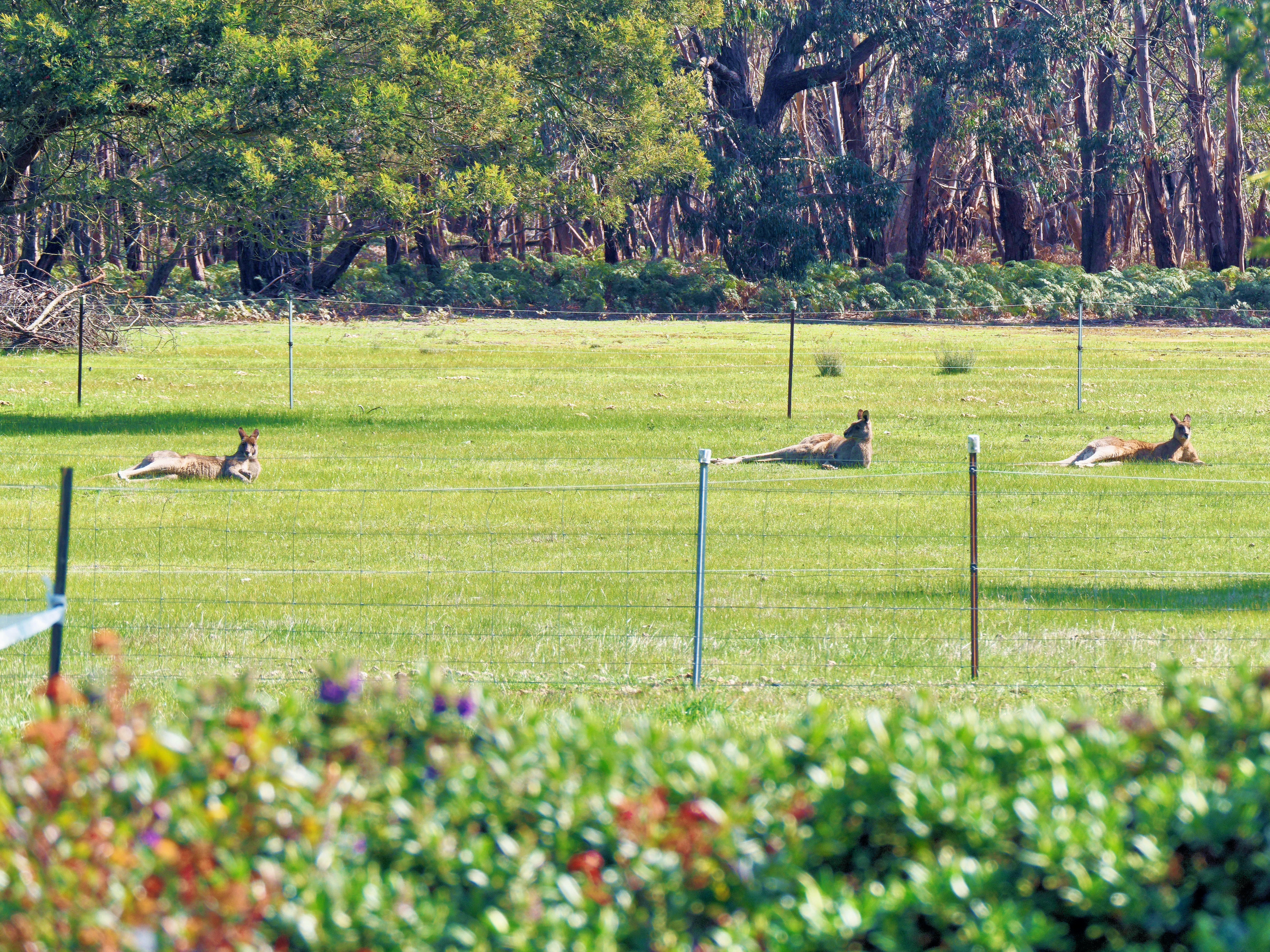 https://lemis.nyc3.digitaloceanspaces.com/grog/Photos/20250907/big/Kangaroos-and-horses-1.jpeg