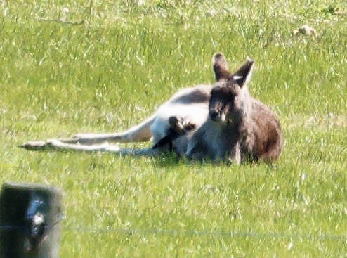 https://lemis.nyc3.digitaloceanspaces.com/grog/Photos/20250907/big/Kangaroos-and-horses-10.jpeg
