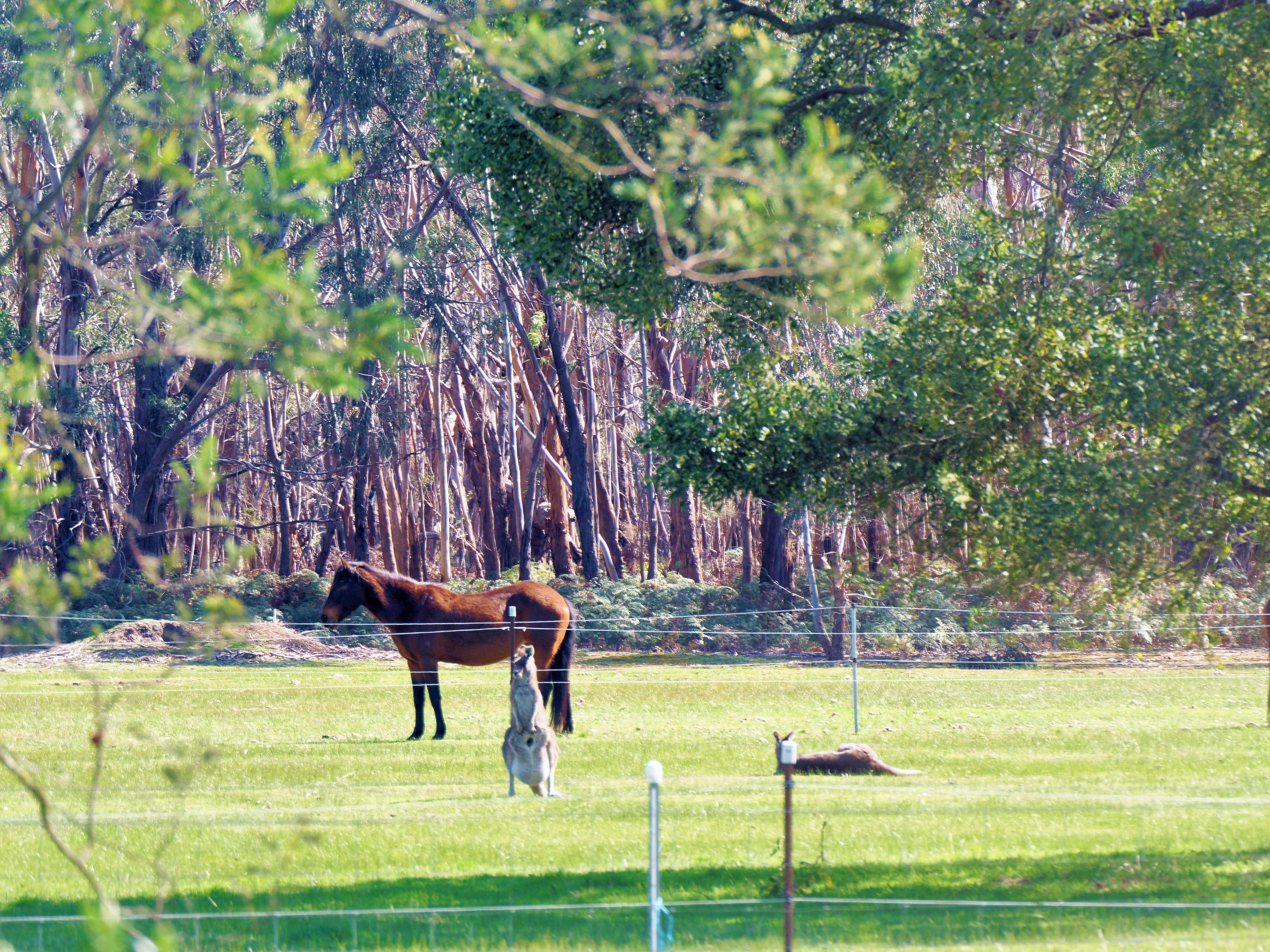 https://lemis.nyc3.digitaloceanspaces.com/grog/Photos/20250907/big/Kangaroos-and-horses-2.jpeg