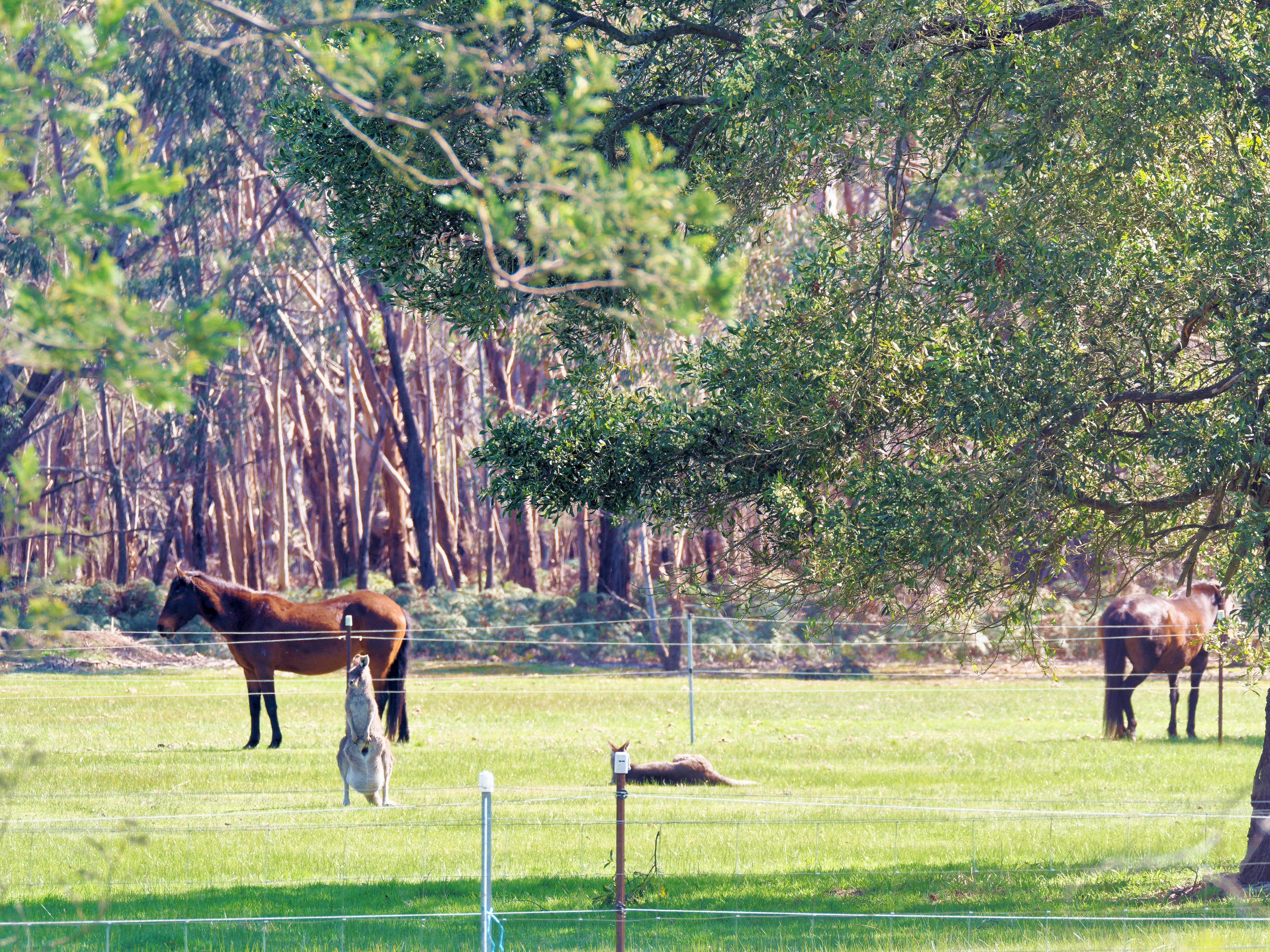 https://lemis.nyc3.digitaloceanspaces.com/grog/Photos/20250907/big/Kangaroos-and-horses-3.jpeg
