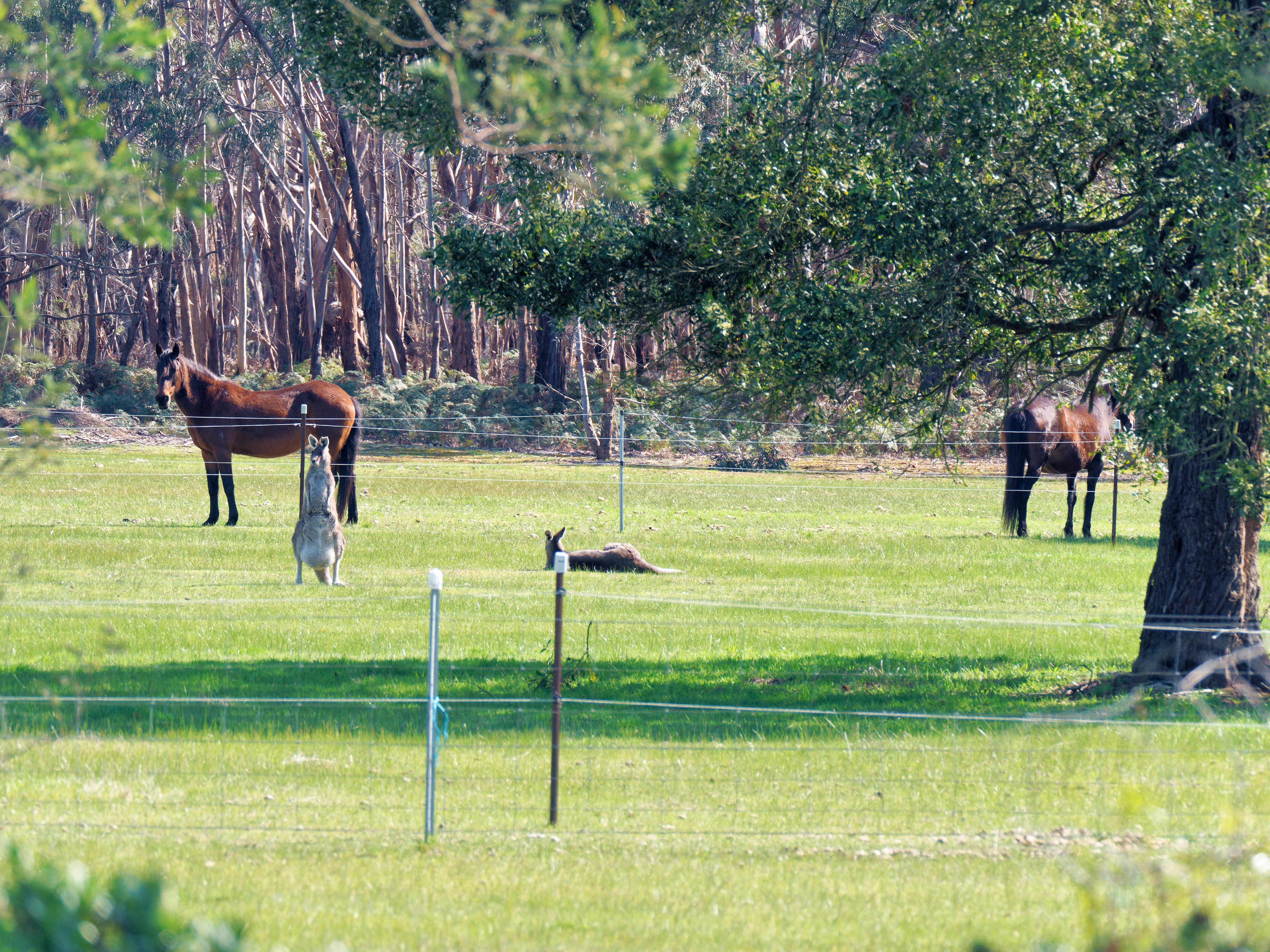 https://lemis.nyc3.digitaloceanspaces.com/grog/Photos/20250907/big/Kangaroos-and-horses-4.jpeg