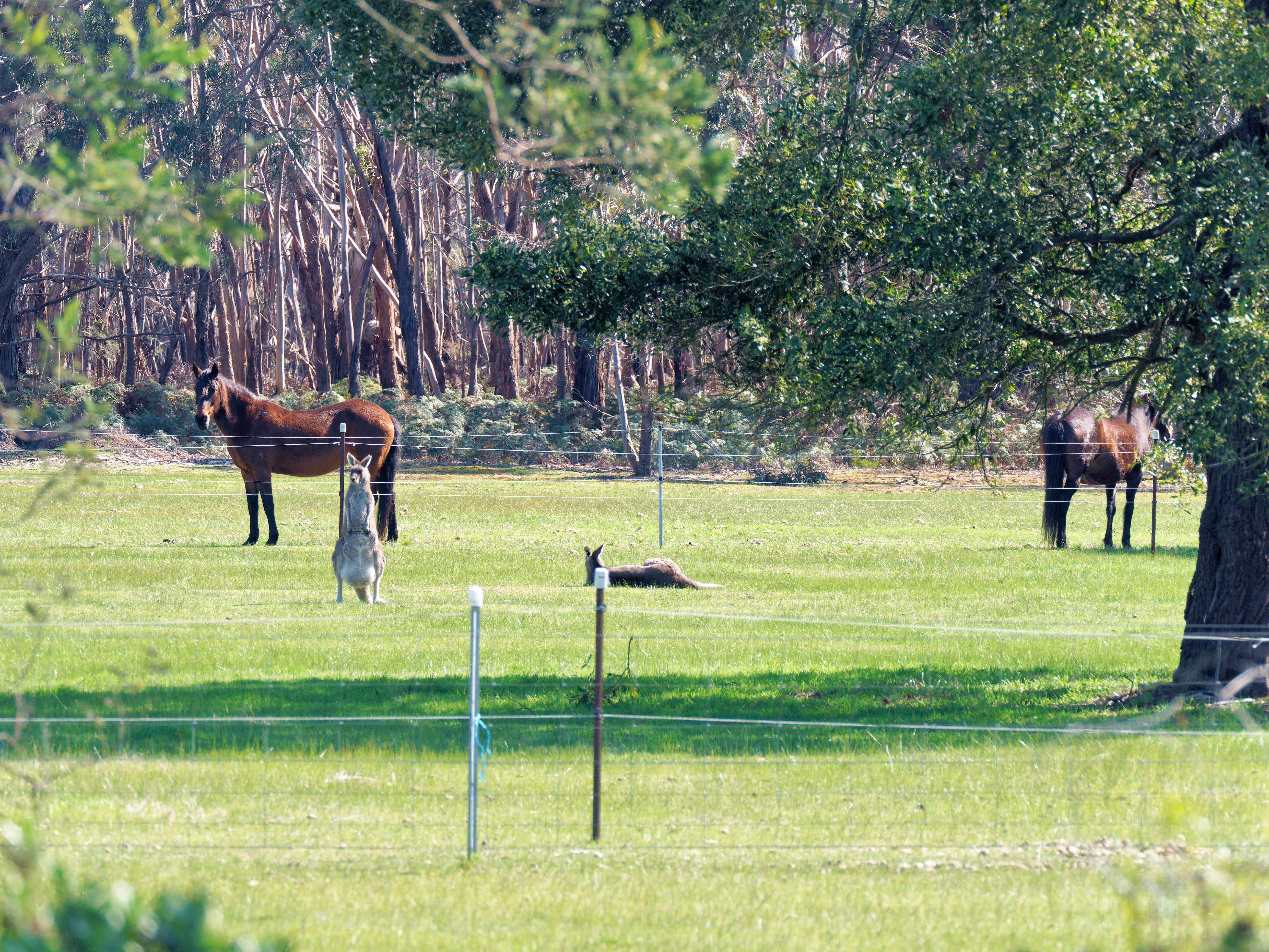 https://lemis.nyc3.digitaloceanspaces.com/grog/Photos/20250907/big/Kangaroos-and-horses-5.jpeg