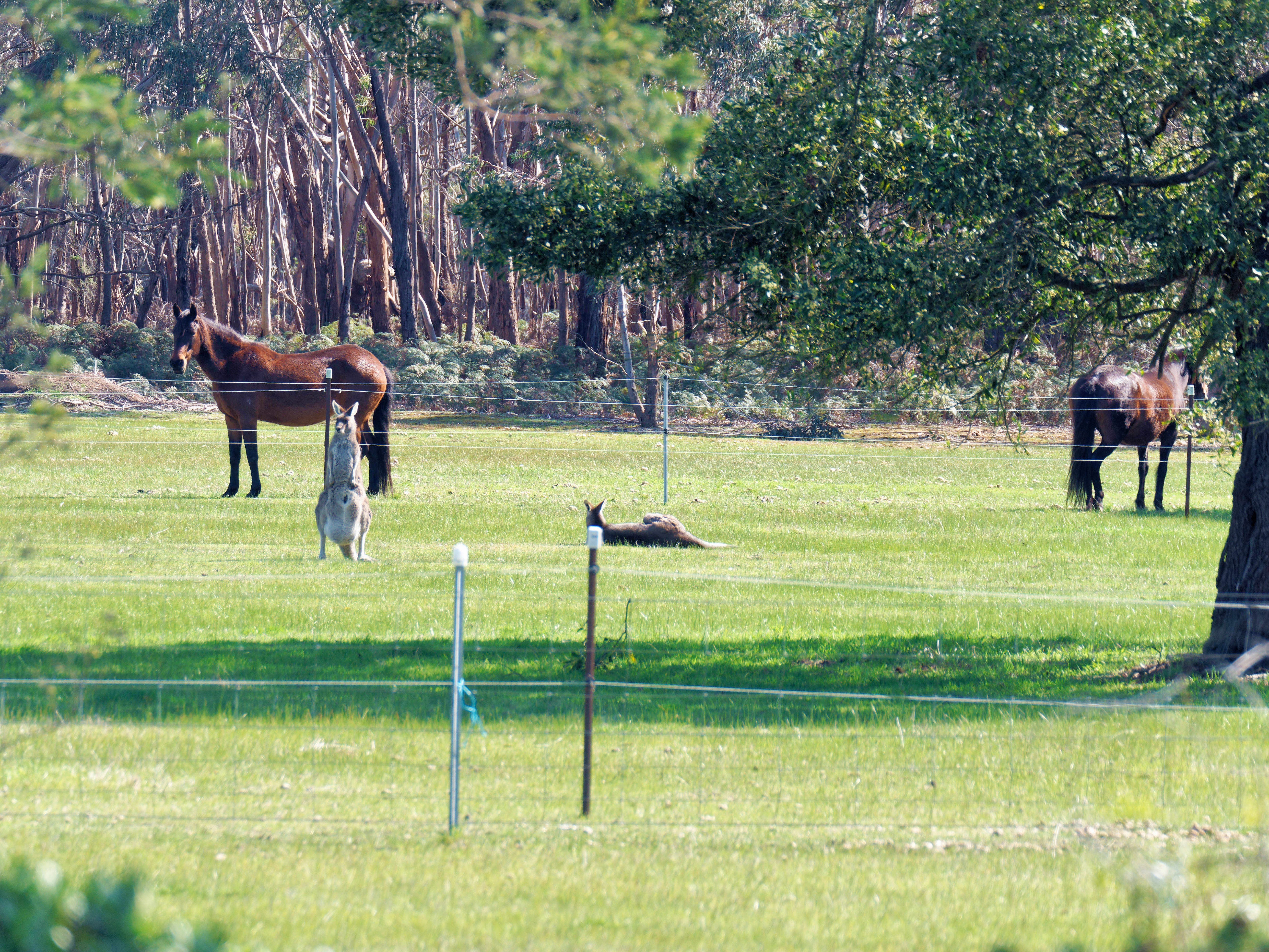 https://lemis.nyc3.digitaloceanspaces.com/grog/Photos/20250907/big/Kangaroos-and-horses-6.jpeg