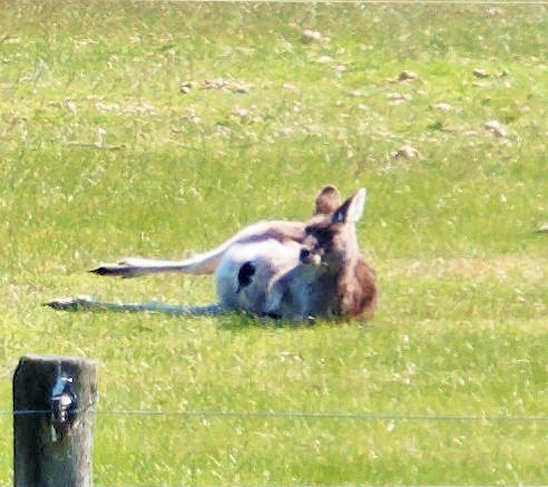 https://lemis.nyc3.digitaloceanspaces.com/grog/Photos/20250907/big/Kangaroos-and-horses-9.jpeg