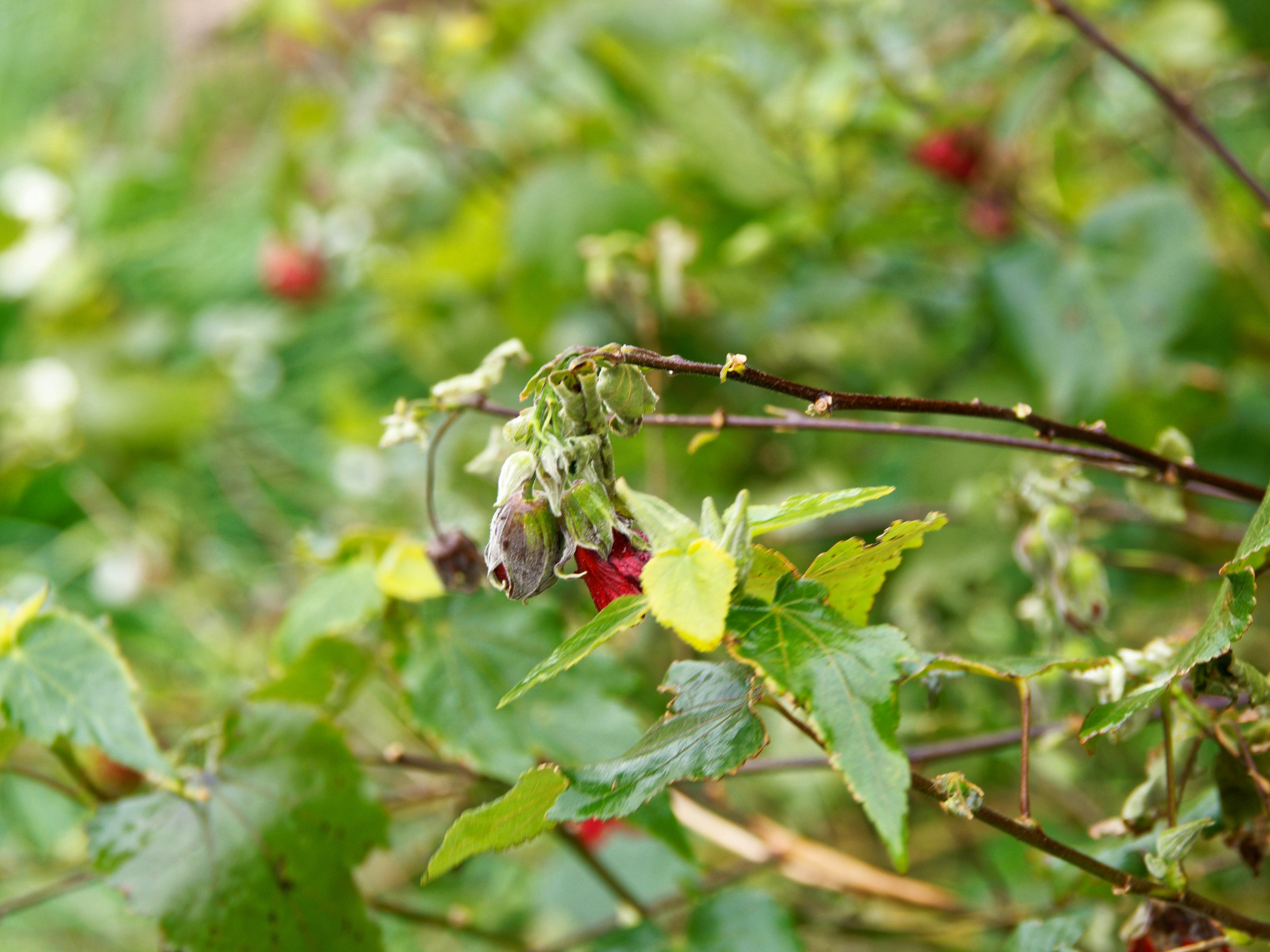https://lemis.nyc3.digitaloceanspaces.com/grog/Photos/20250907/big/Sick-Abutilon-2.jpeg