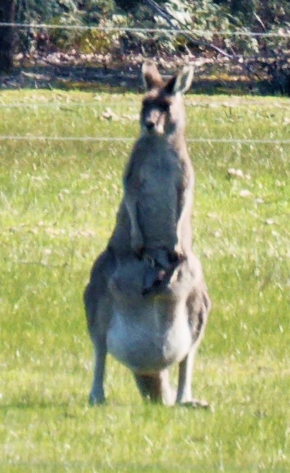 https://lemis.nyc3.digitaloceanspaces.com/grog/Photos/20250907/small/Kangaroos-and-horses-11.jpeg