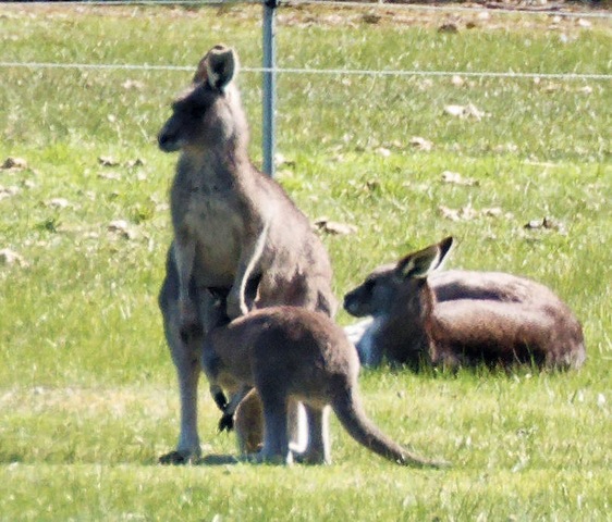 https://lemis.nyc3.digitaloceanspaces.com/grog/Photos/20250907/small/Kangaroos-and-horses-7.jpeg