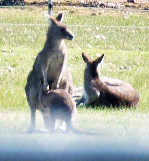 https://lemis.nyc3.digitaloceanspaces.com/grog/Photos/20250907/small/Kangaroos-and-horses-8.jpeg