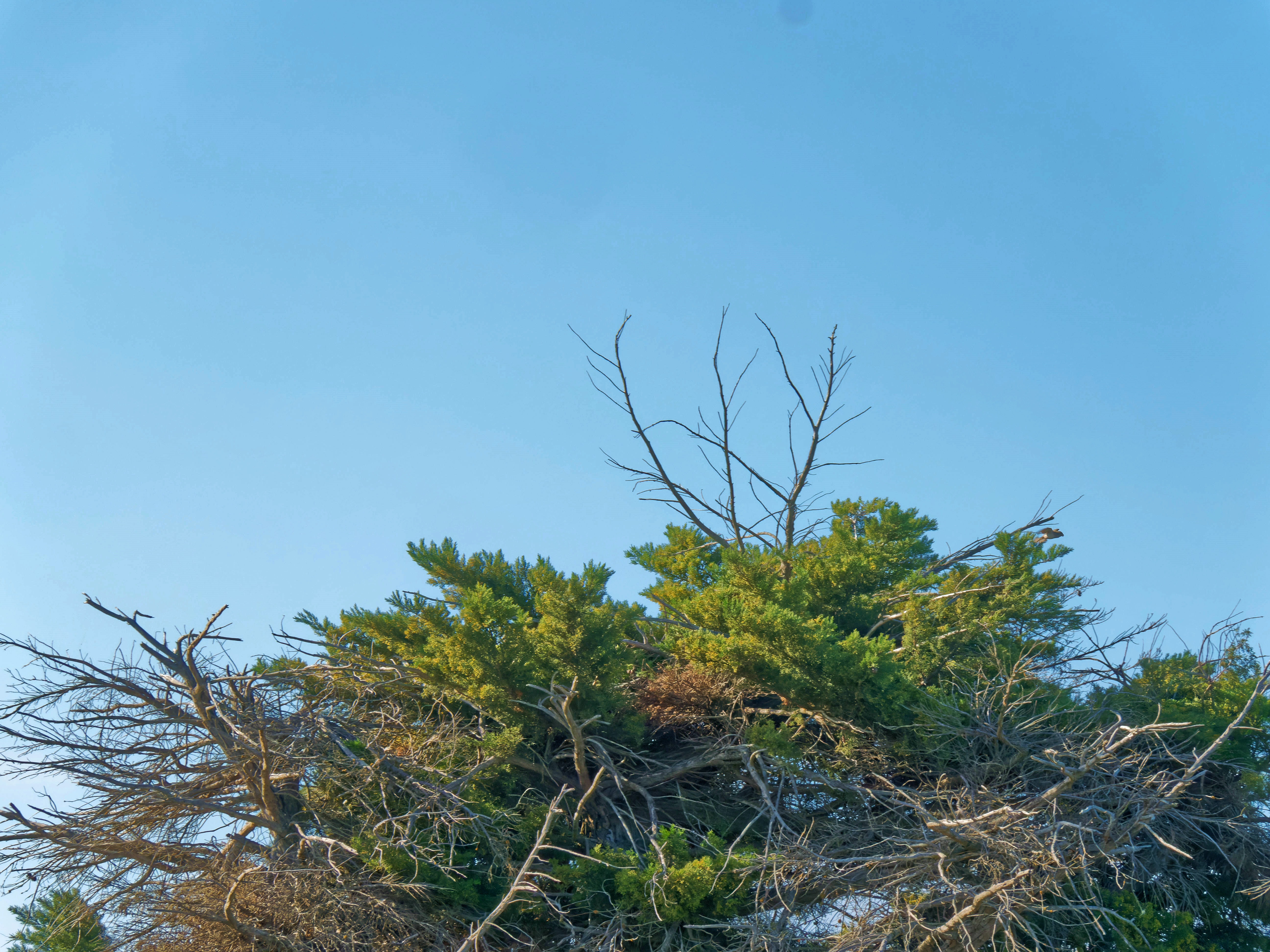 https://lemis.nyc3.digitaloceanspaces.com/grog/Photos/20250917/big/Birding-1.jpeg